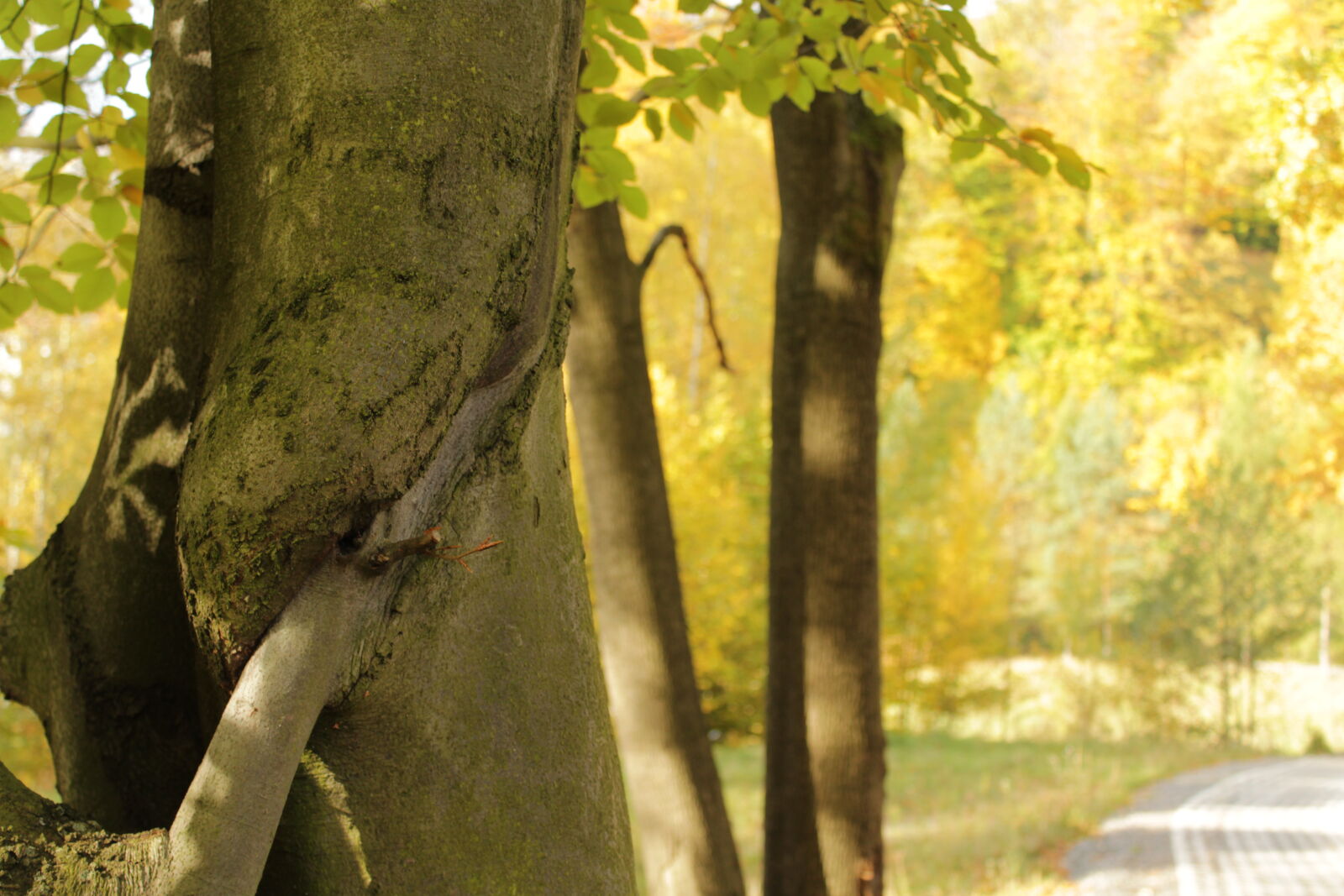 Canon EOS 1200D (EOS Rebel T5 / EOS Kiss X70 / EOS Hi) sample photo. Autumn, branch, ingrown, tree photography