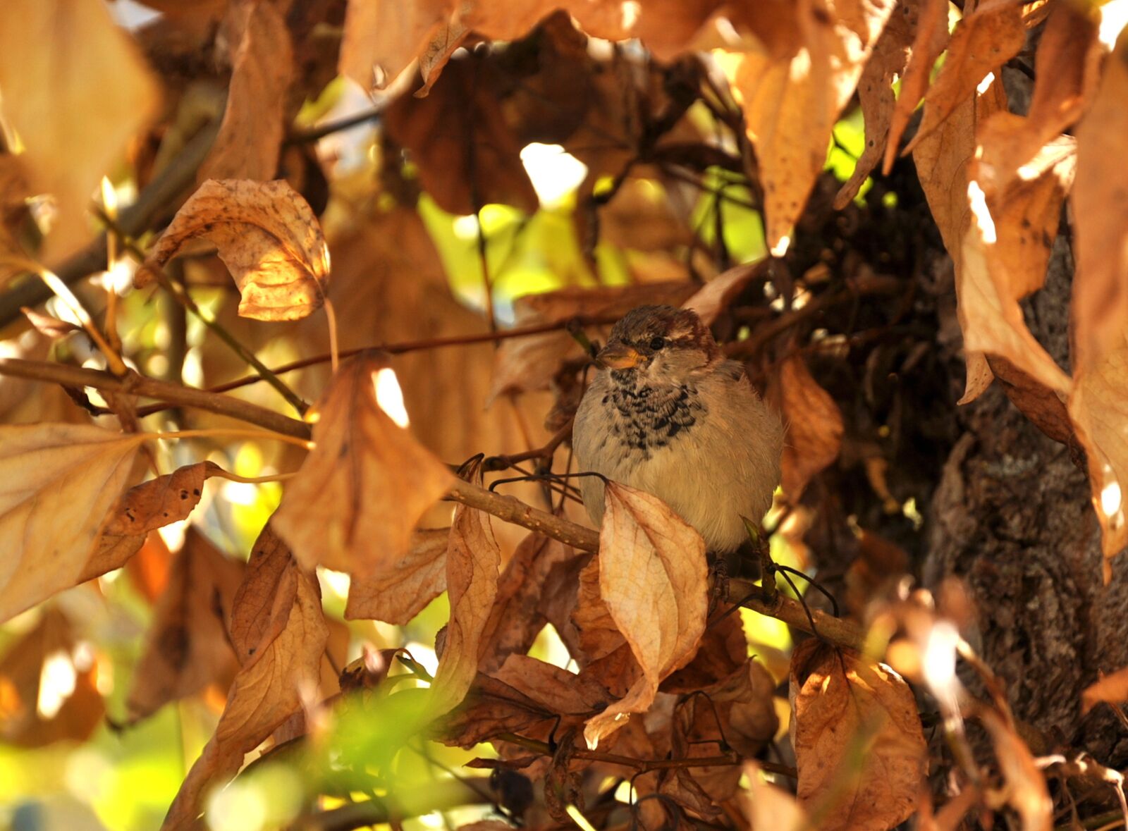 Nikon D90 sample photo. House sparrow, passer domesticus photography