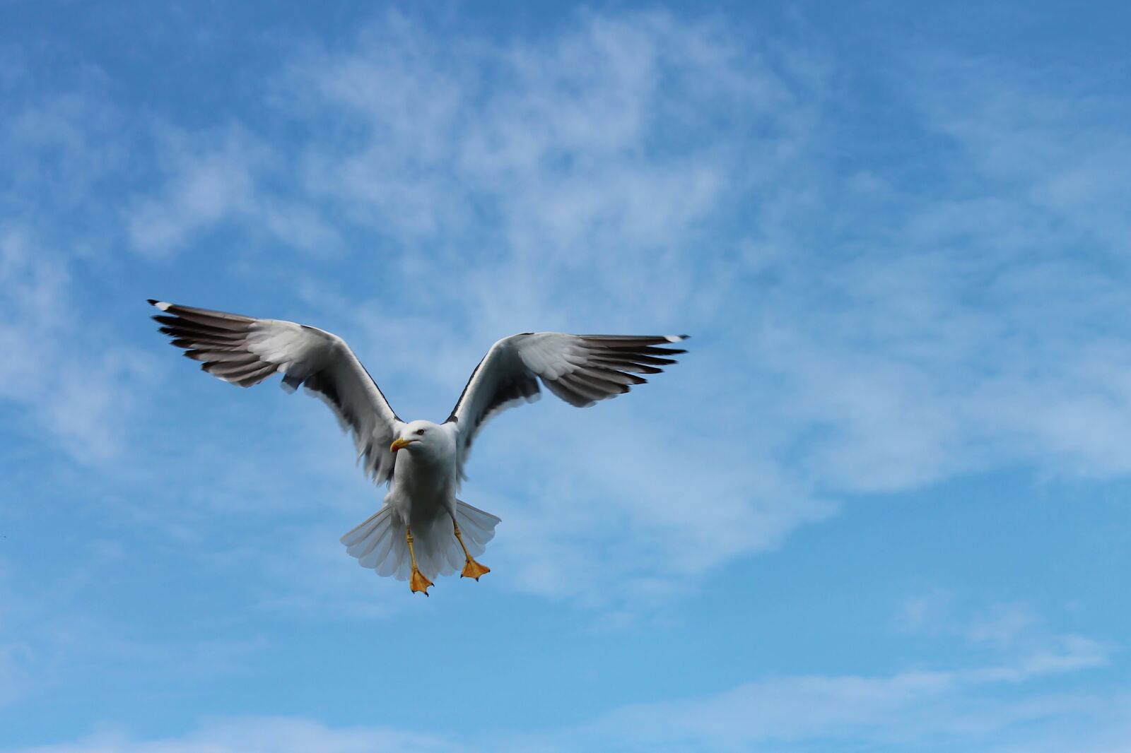 Canon EOS 1100D (EOS Rebel T3 / EOS Kiss X50) sample photo. Seagull, flight, seevogel photography