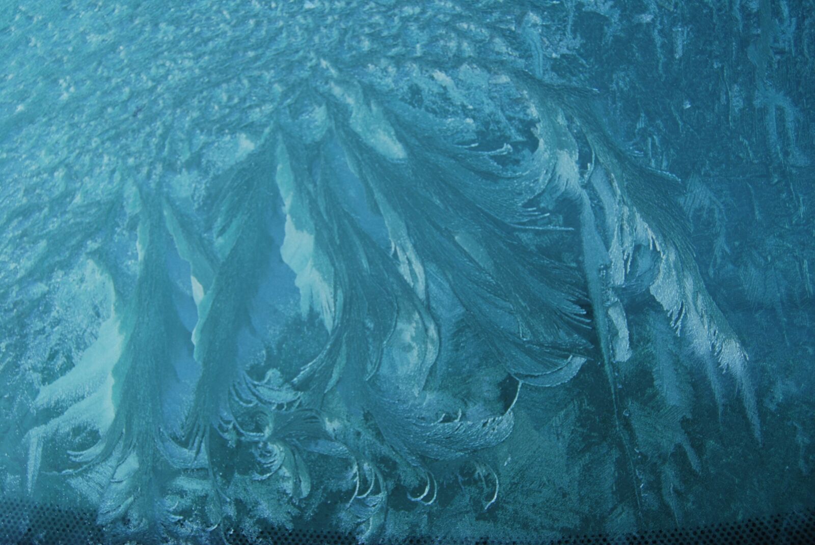 Nikon D40X sample photo. Frost, frozen, winter photography