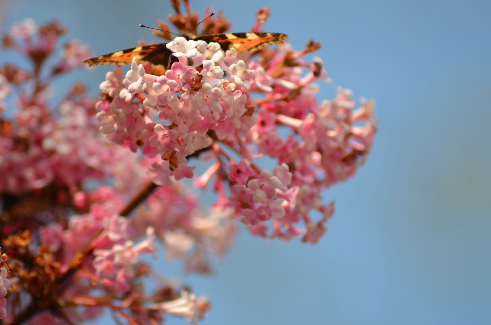 Nikon D5100 sample photo. Pink, flower, garden photography