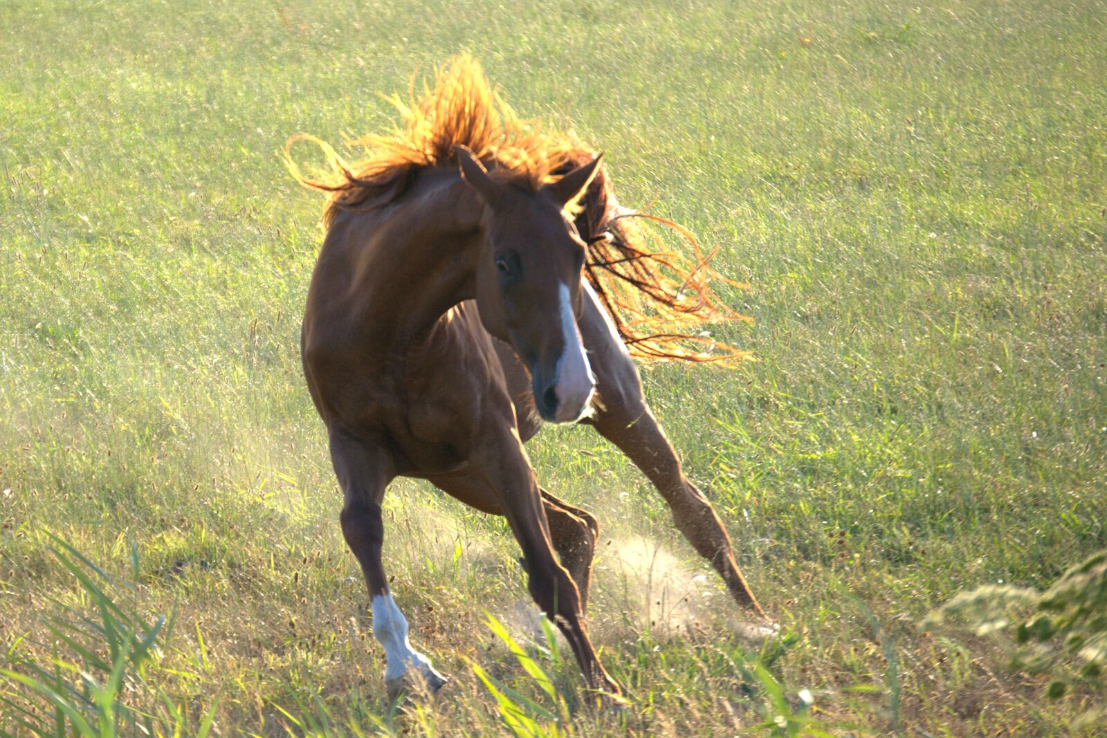 Nikon D5200 sample photo. Horse, texel, pasture photography