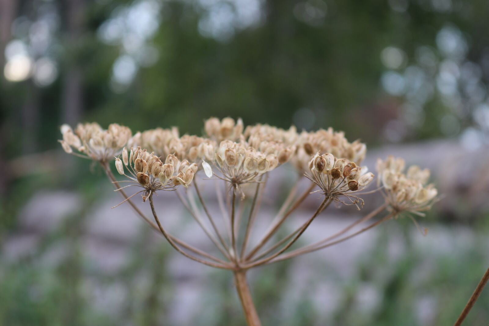 Canon EOS 80D sample photo. Away, wild plant, nature photography