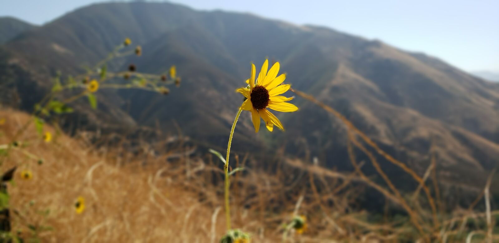 Samsung Galaxy S9 sample photo. Lake gregory, nature, outdoors photography