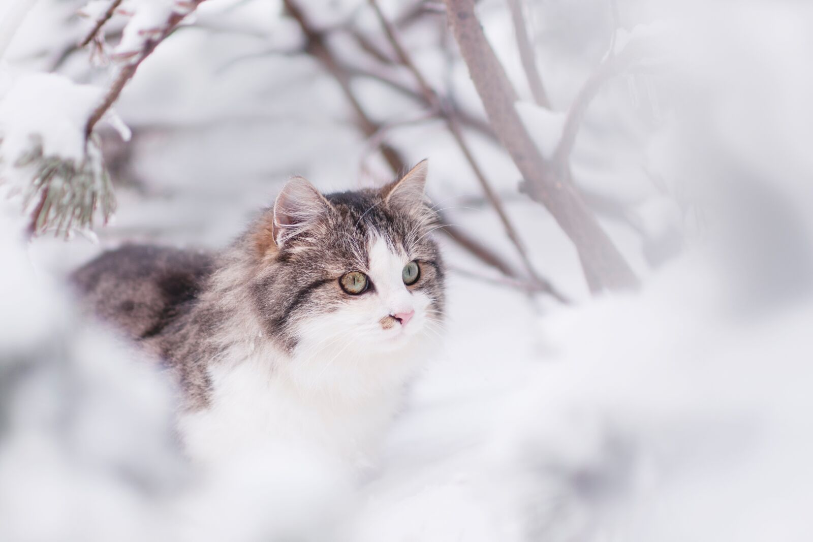 Nikon D300 sample photo. Cat, tomcat, winter photography
