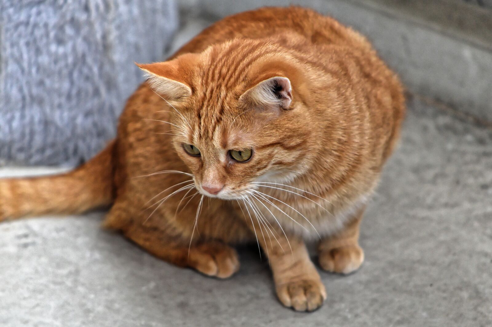 Nikon D3200 sample photo. Cat, red, cute photography