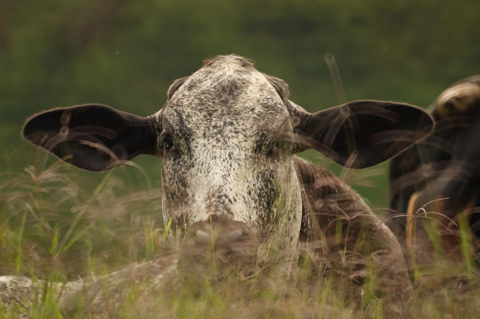 Sony Alpha DSLR-A390 sample photo. Animalesel, field, nature photography