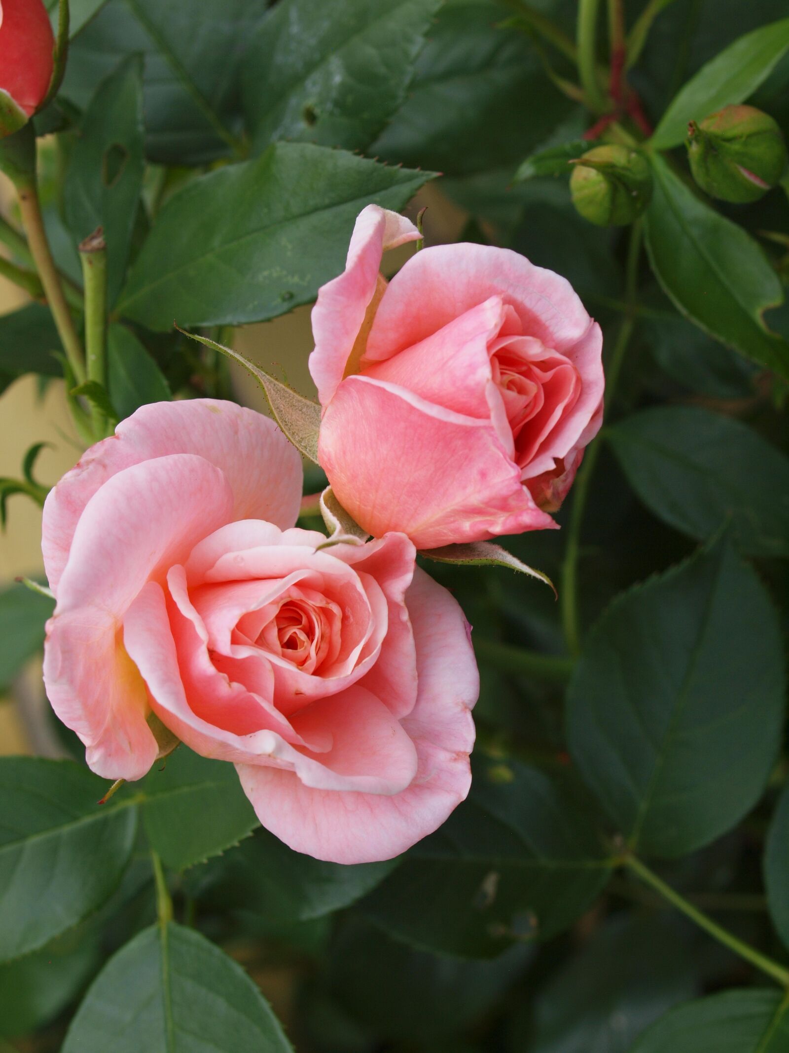 Olympus E-620 (EVOLT E-620) sample photo. Rose, flower, pink photography