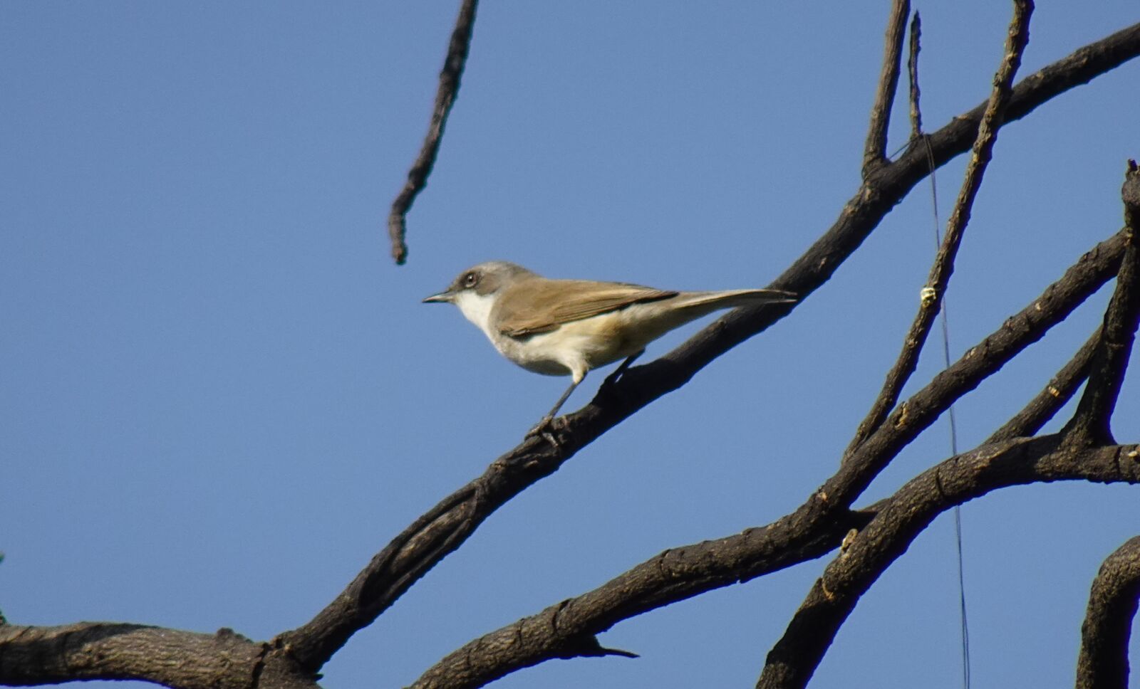 Sony DSC-WX800 sample photo. Bird, lesser whitethroat, curruca photography