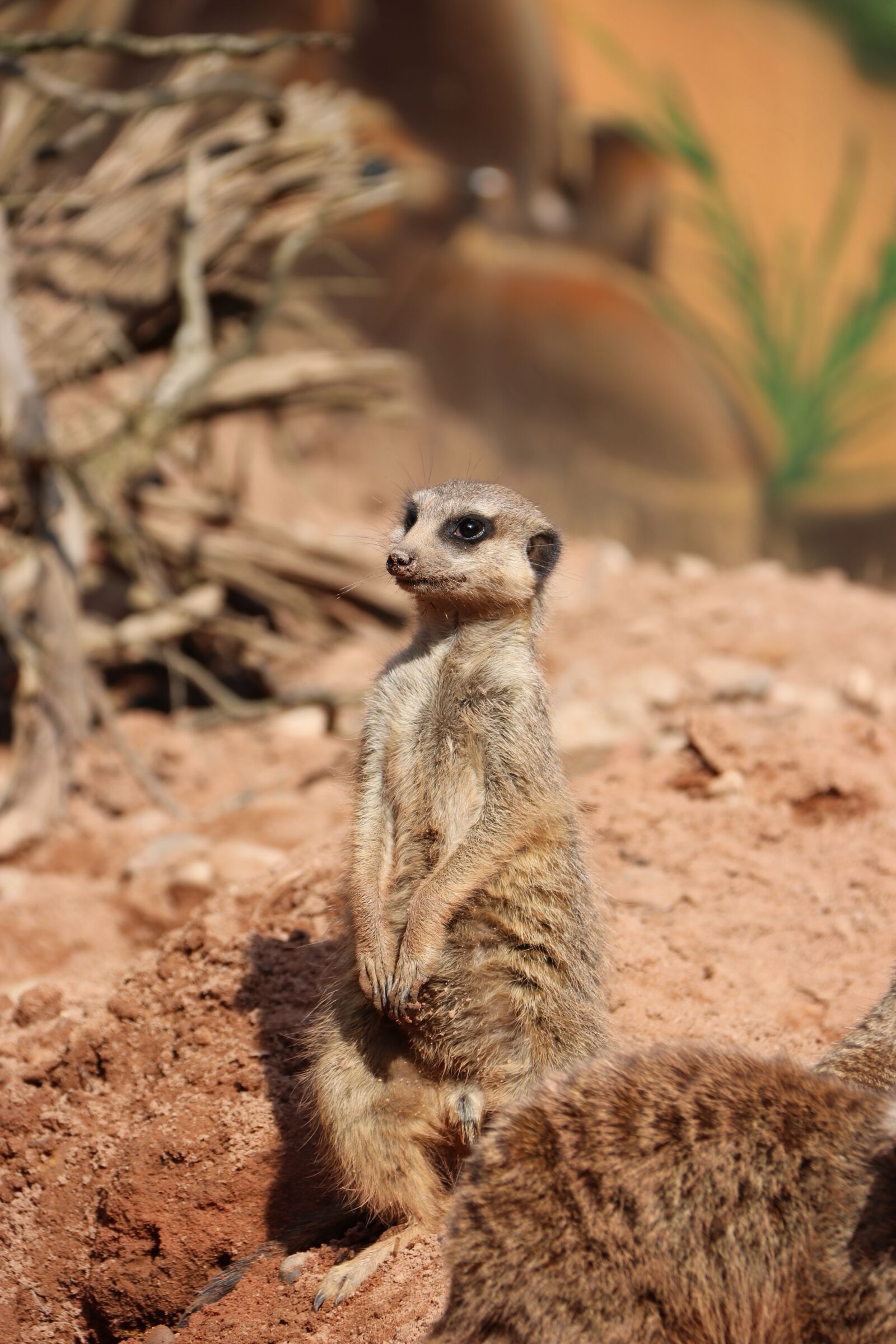 Canon EOS 80D + Canon EF-S 18-200mm F3.5-5.6 IS sample photo. Meerkat, curious, zoo photography