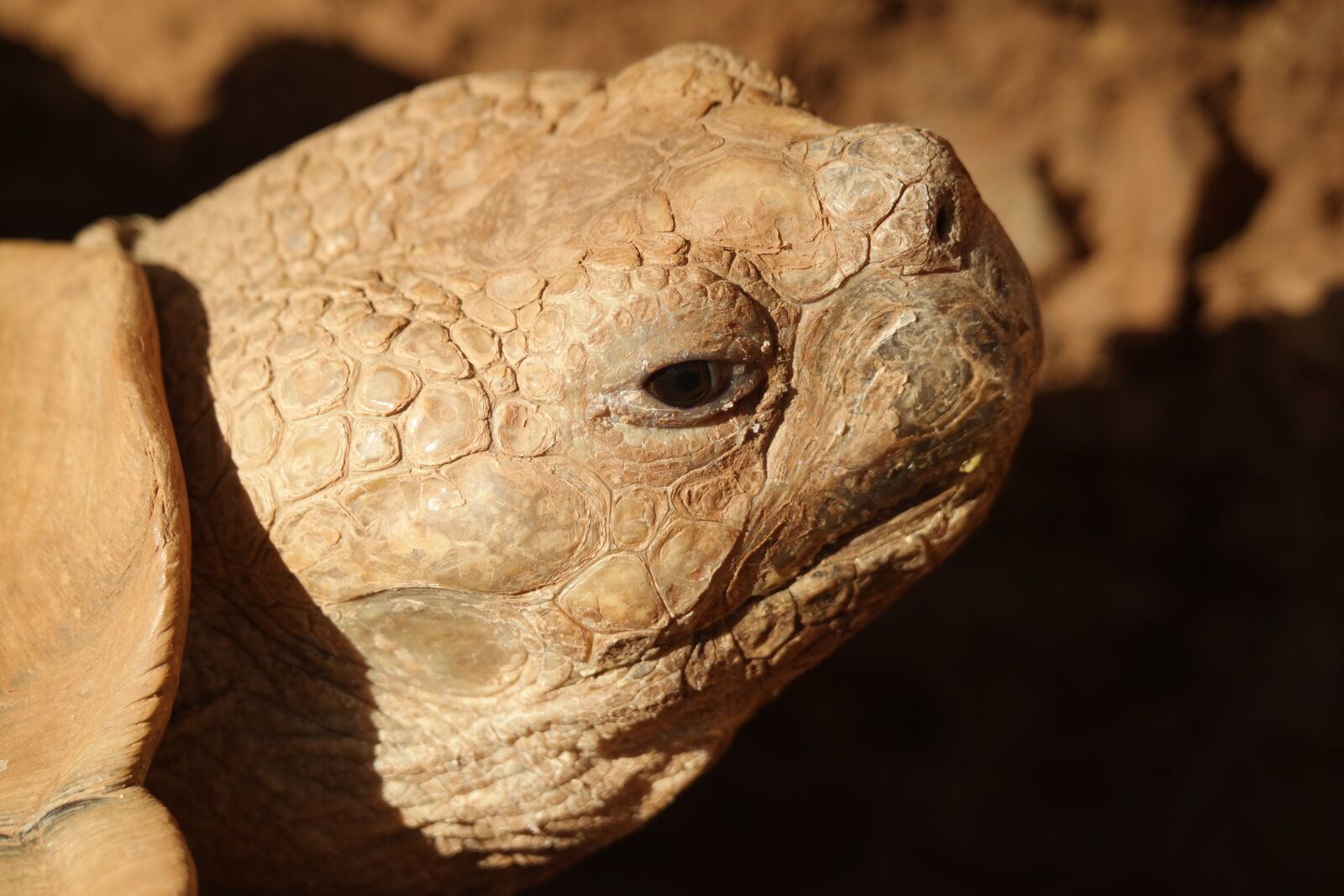 Samsung NX30 sample photo. Animal portrait, turtle, close photography