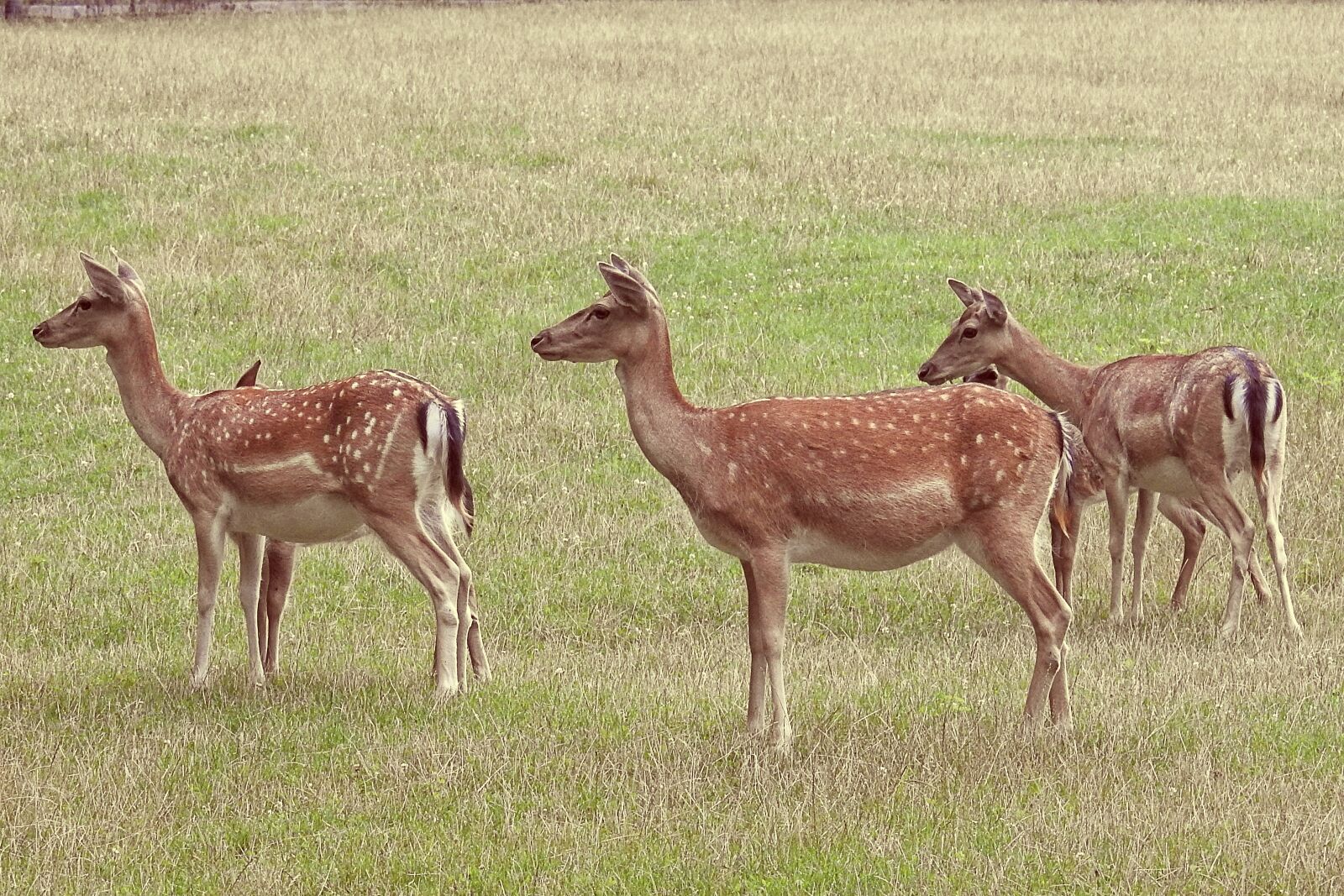 Nikon Coolpix P900 sample photo. Deer, fallow deer, meadow photography