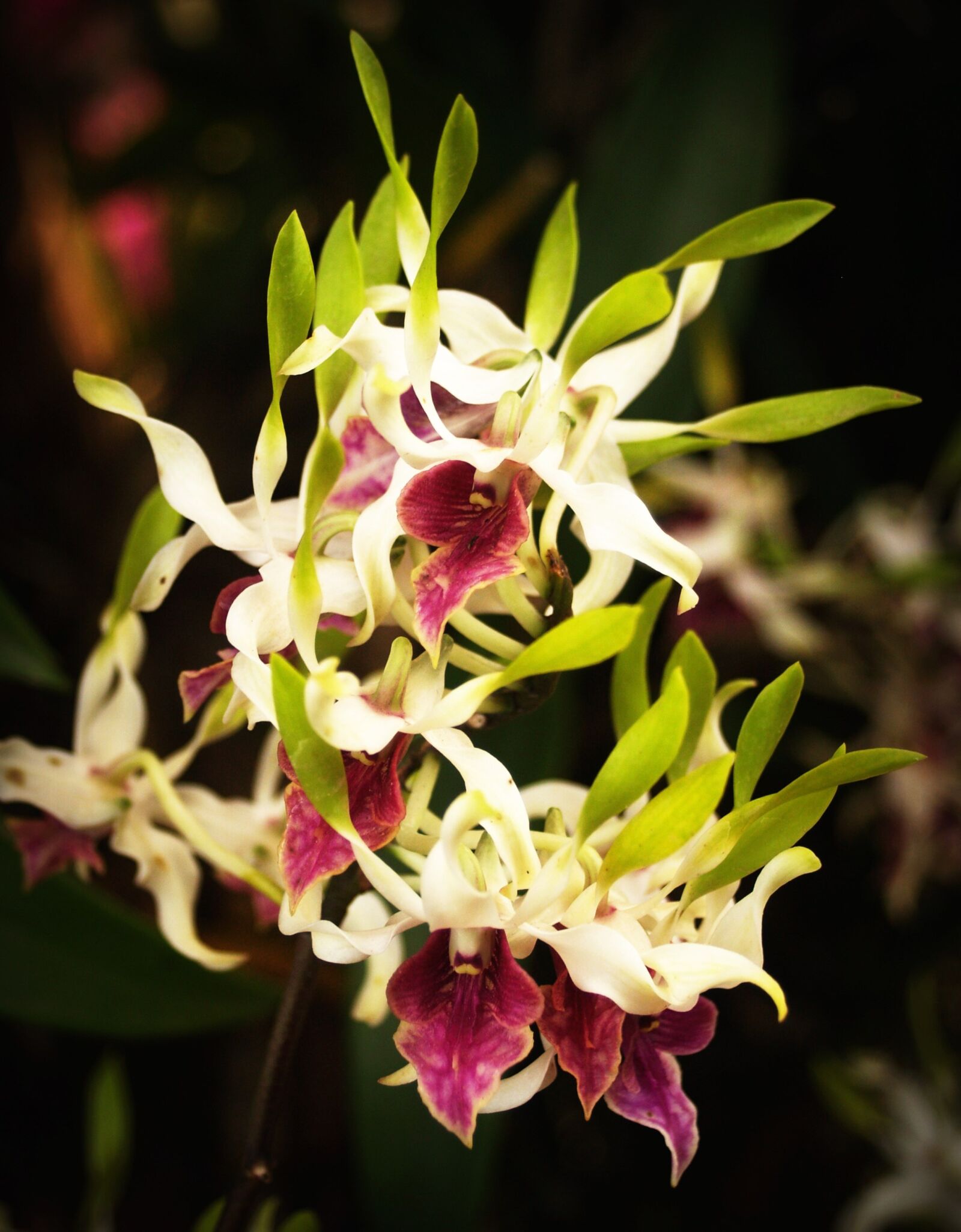 Olympus E-300 (EVOLT E-300) sample photo. Flower, orchid, tropical photography