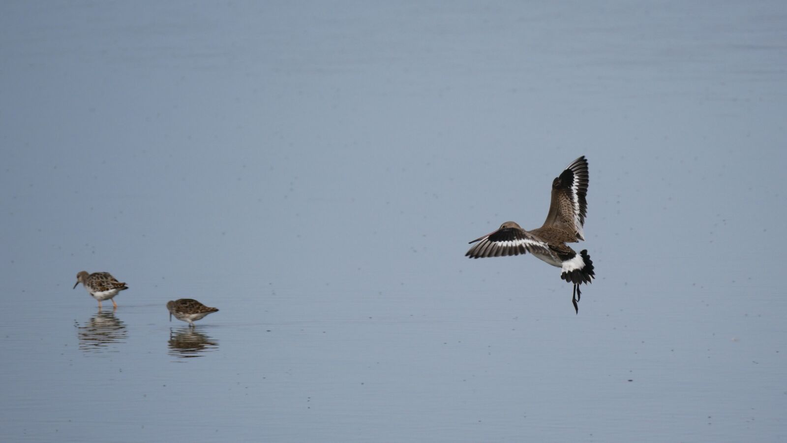 Panasonic DMC-G81 sample photo. Shore snipe, migratory bird photography