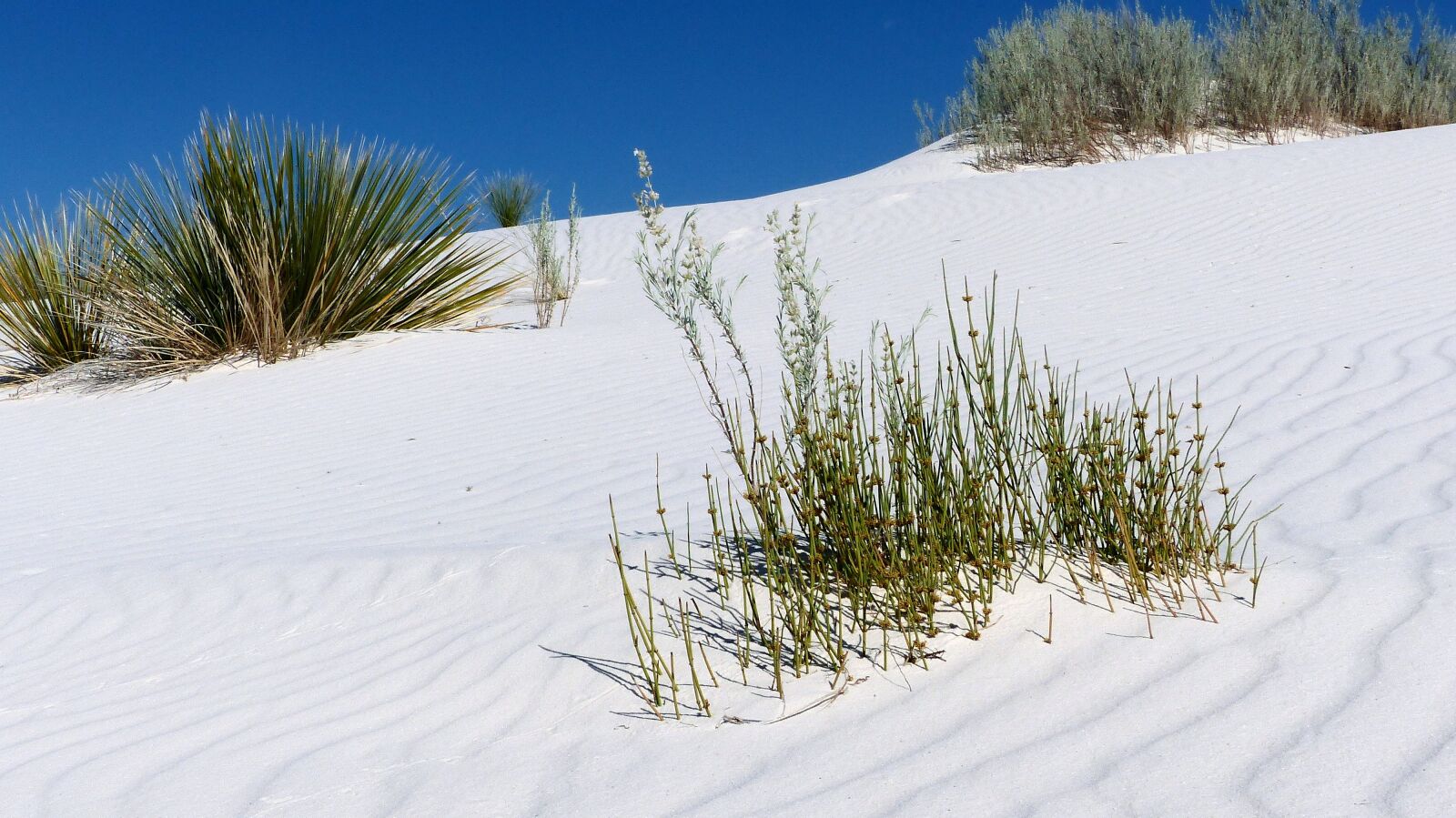 Panasonic Lumix DMC-FZ200 sample photo. Desert, sands, white photography