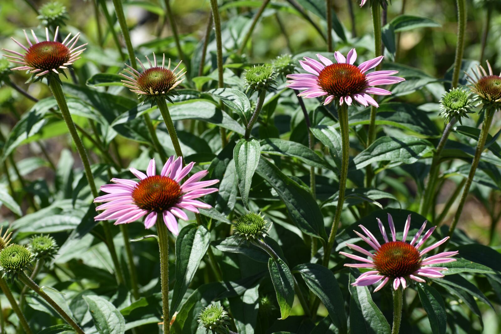 Nikon D3400 sample photo. Echinacea, purple, bush photography