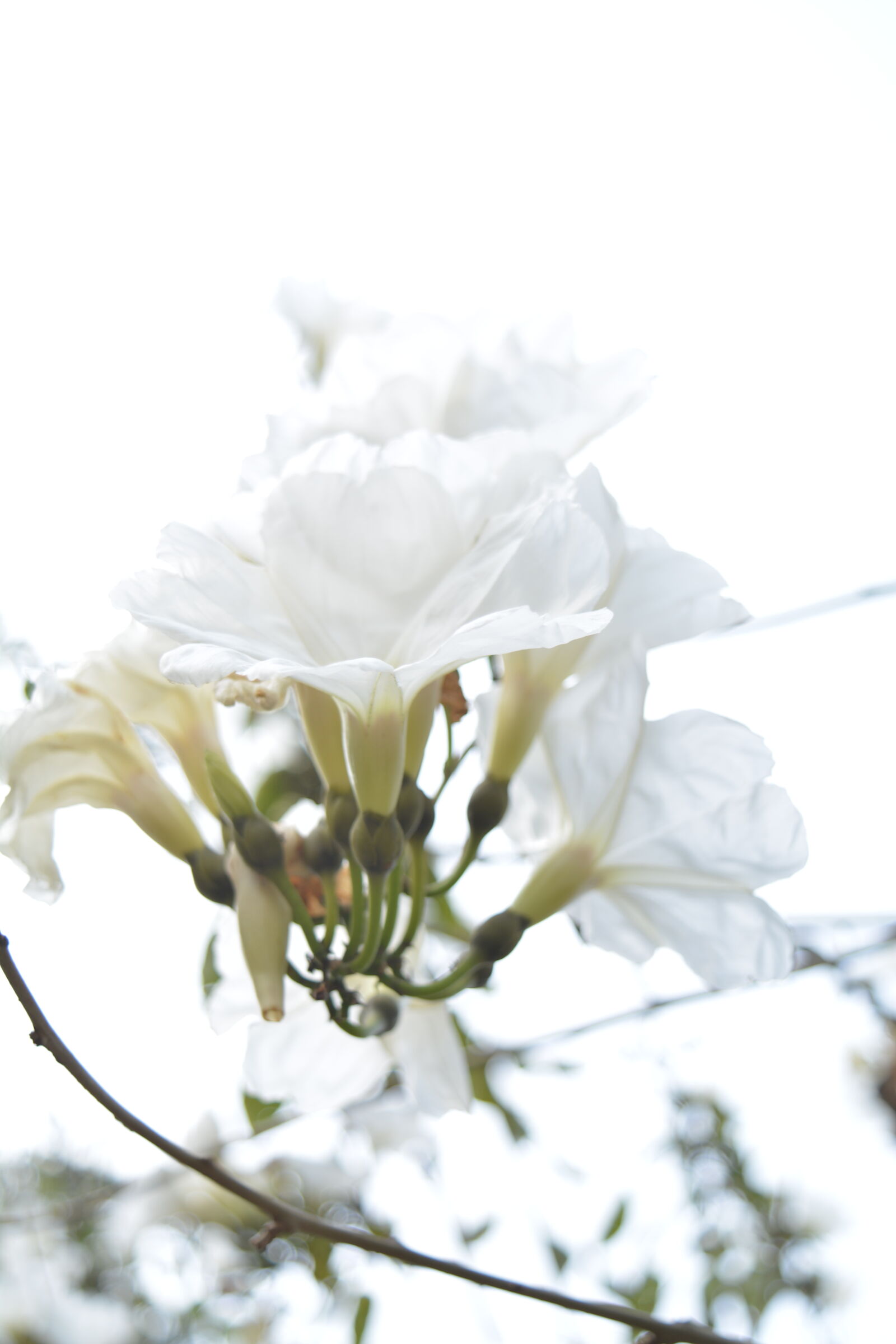 Nikon D5200 sample photo. Bright, flowers, nature, outdoors photography