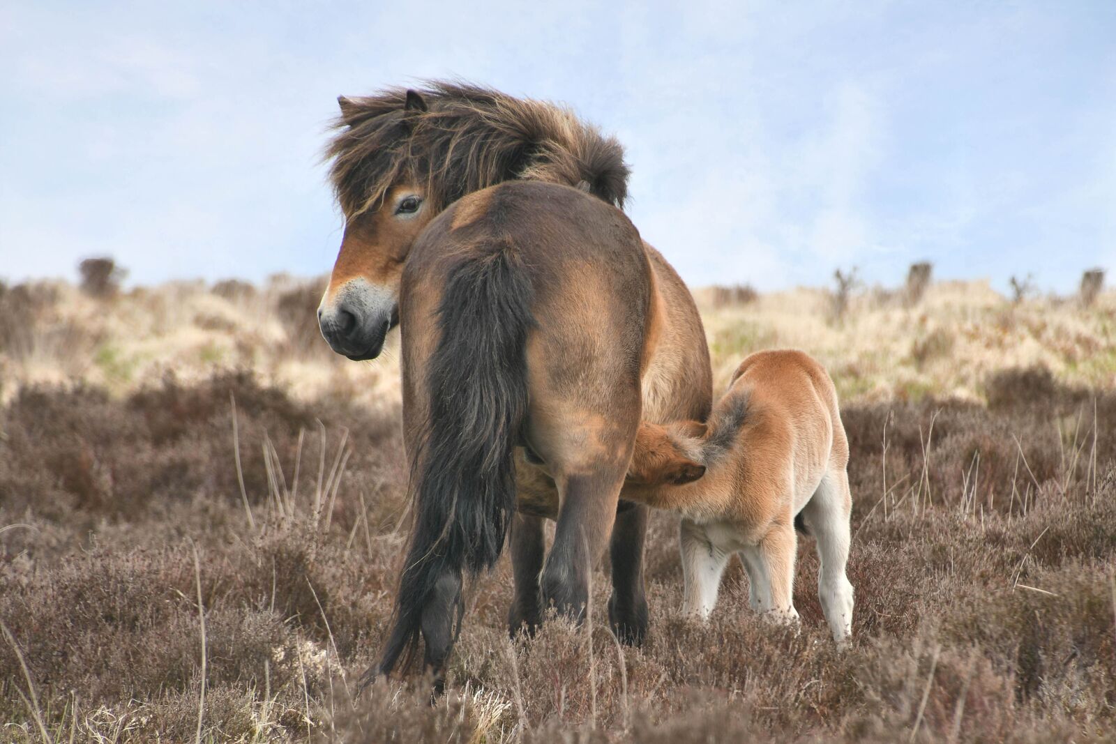 Nikon D7500 sample photo. Exmoor, horse, nature photography
