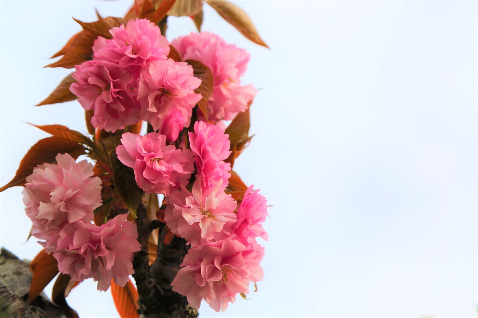 Canon EF 24-105mm F4L IS USM sample photo. Cherry, flowers, spring photography