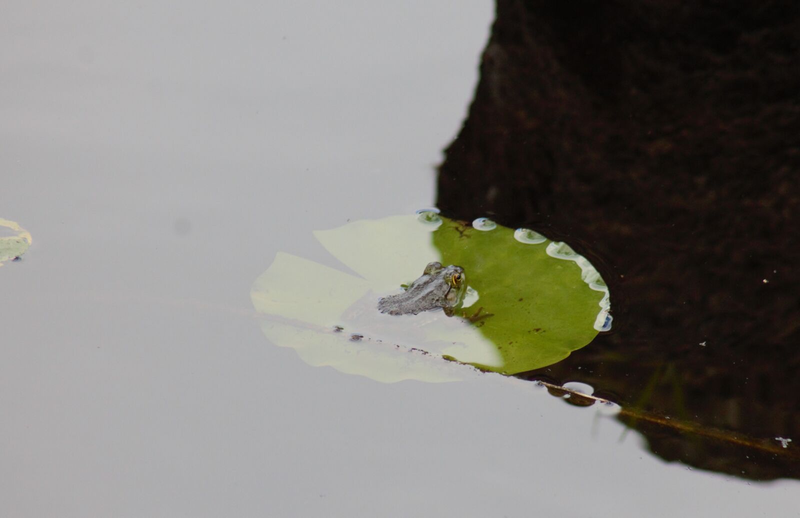 Canon EOS 1100D (EOS Rebel T3 / EOS Kiss X50) sample photo. Pond, waterlily, zen photography