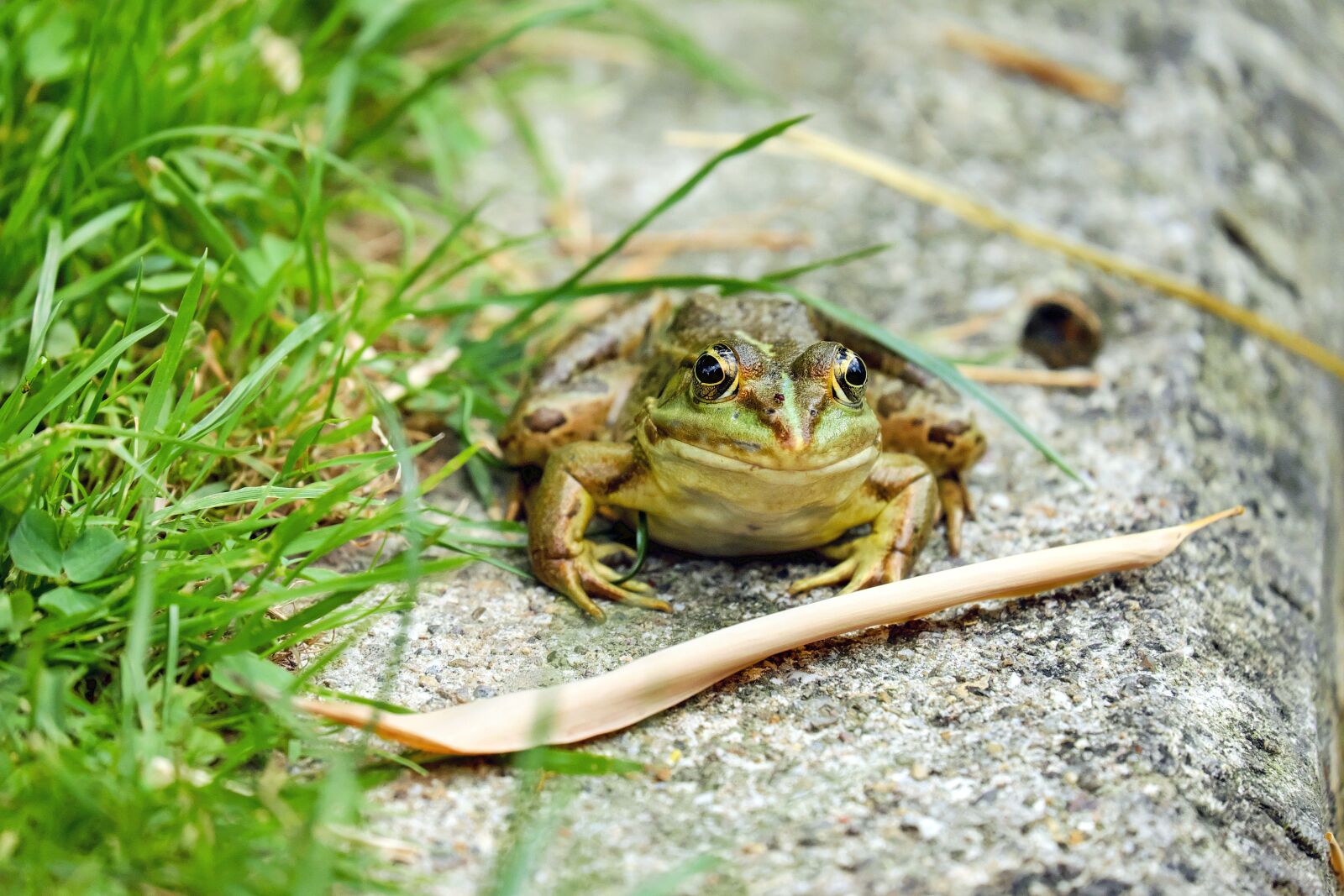 Fujifilm X-T10 + Fujifilm XC 50-230mm F4.5-6.7 OIS sample photo. Frog, water frog, amphibian photography