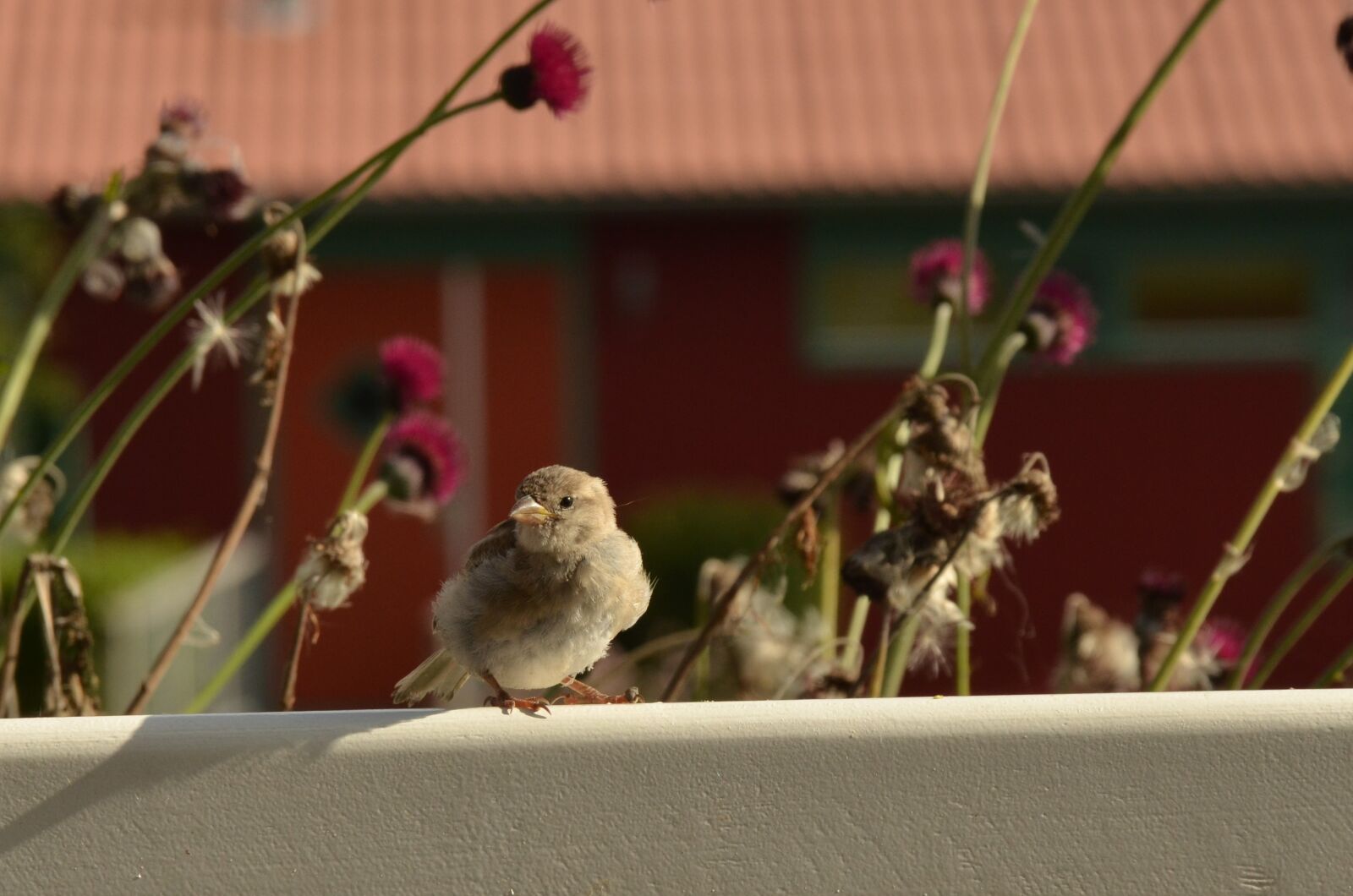 Nikon D7000 sample photo. Homester, bird, fence photography