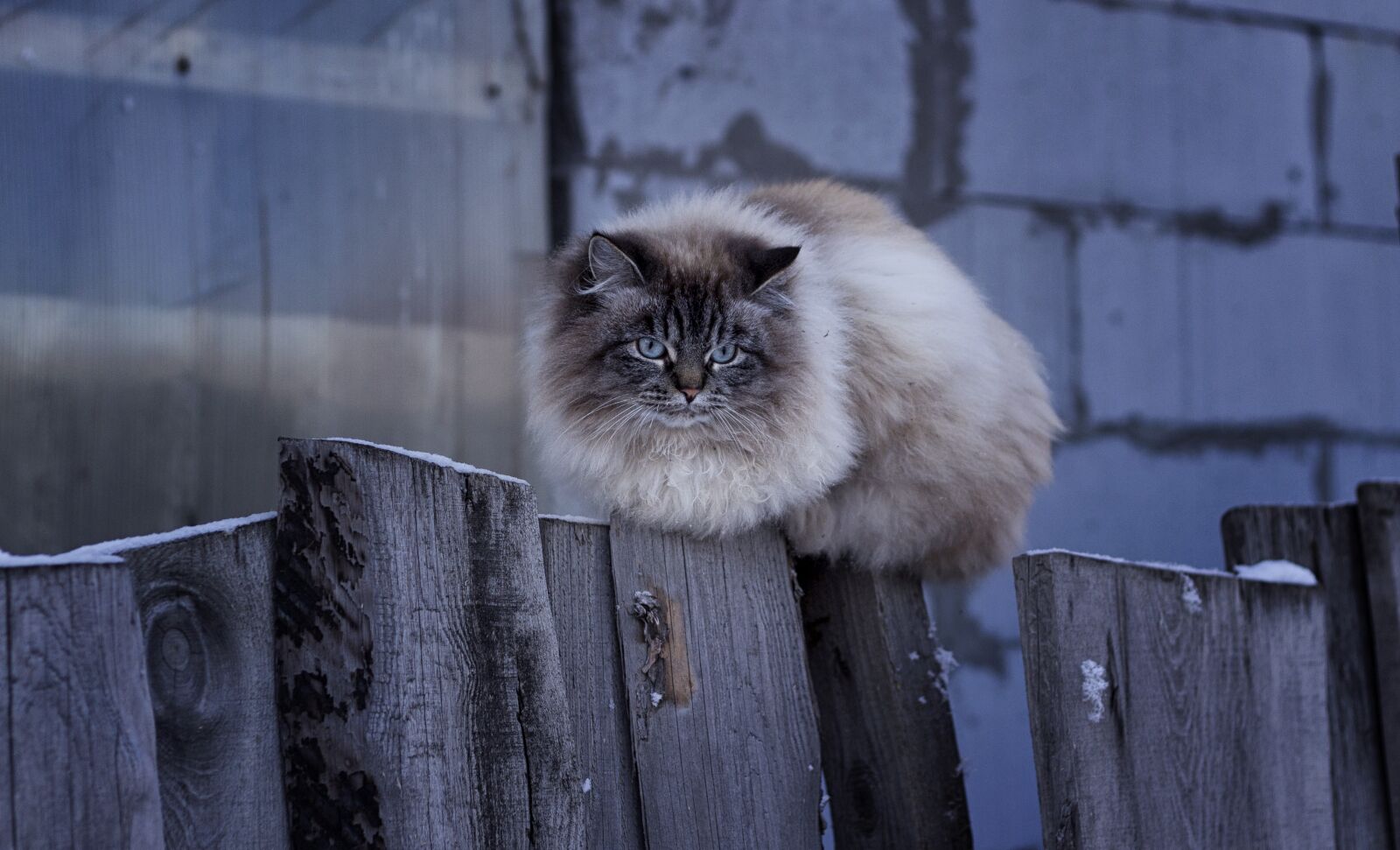 Canon EOS 600D (Rebel EOS T3i / EOS Kiss X5) + Canon EF 50mm F1.8 II sample photo. Fence, mammals, cat photography