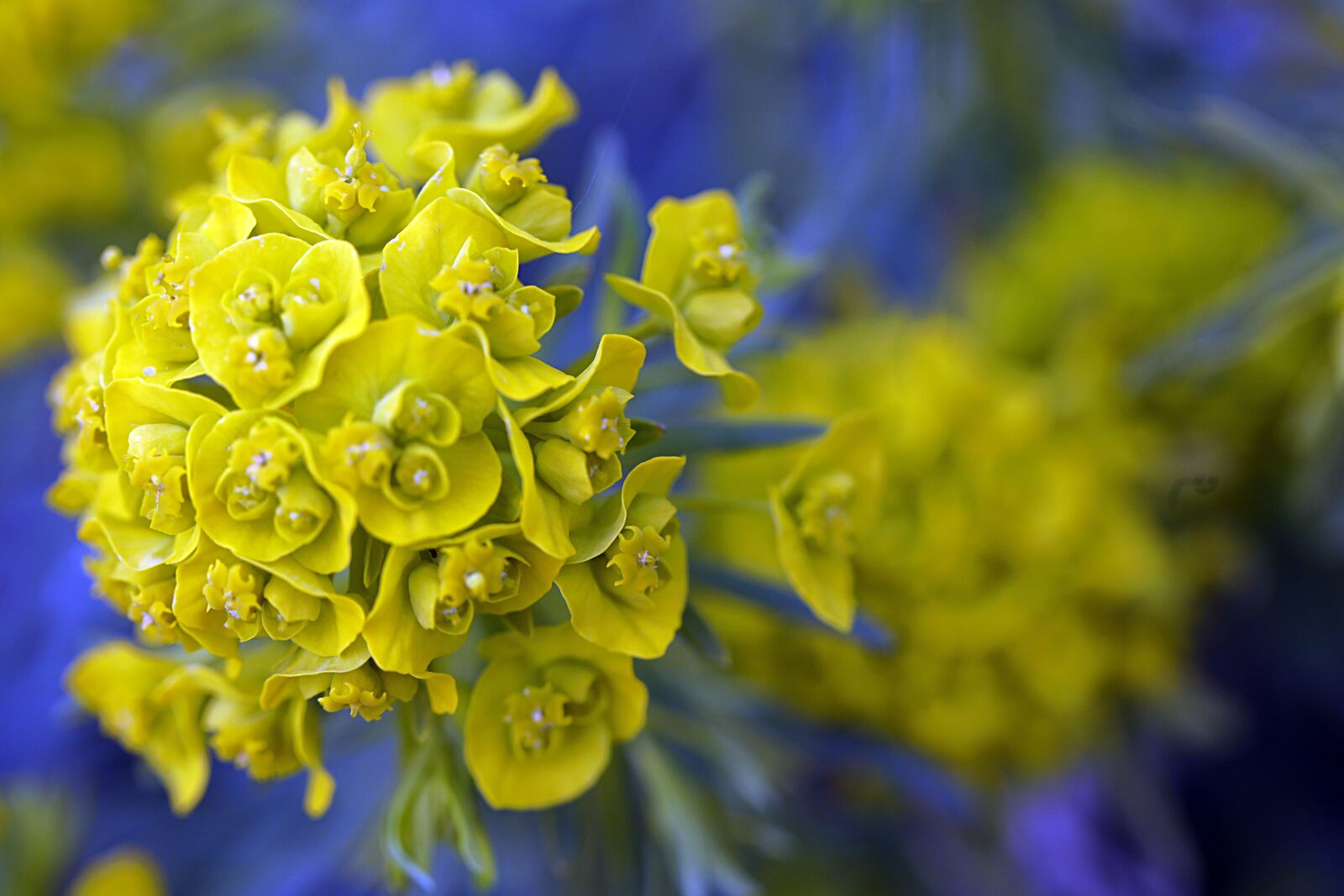 Canon EOS R sample photo. Flower, nature, blossom photography