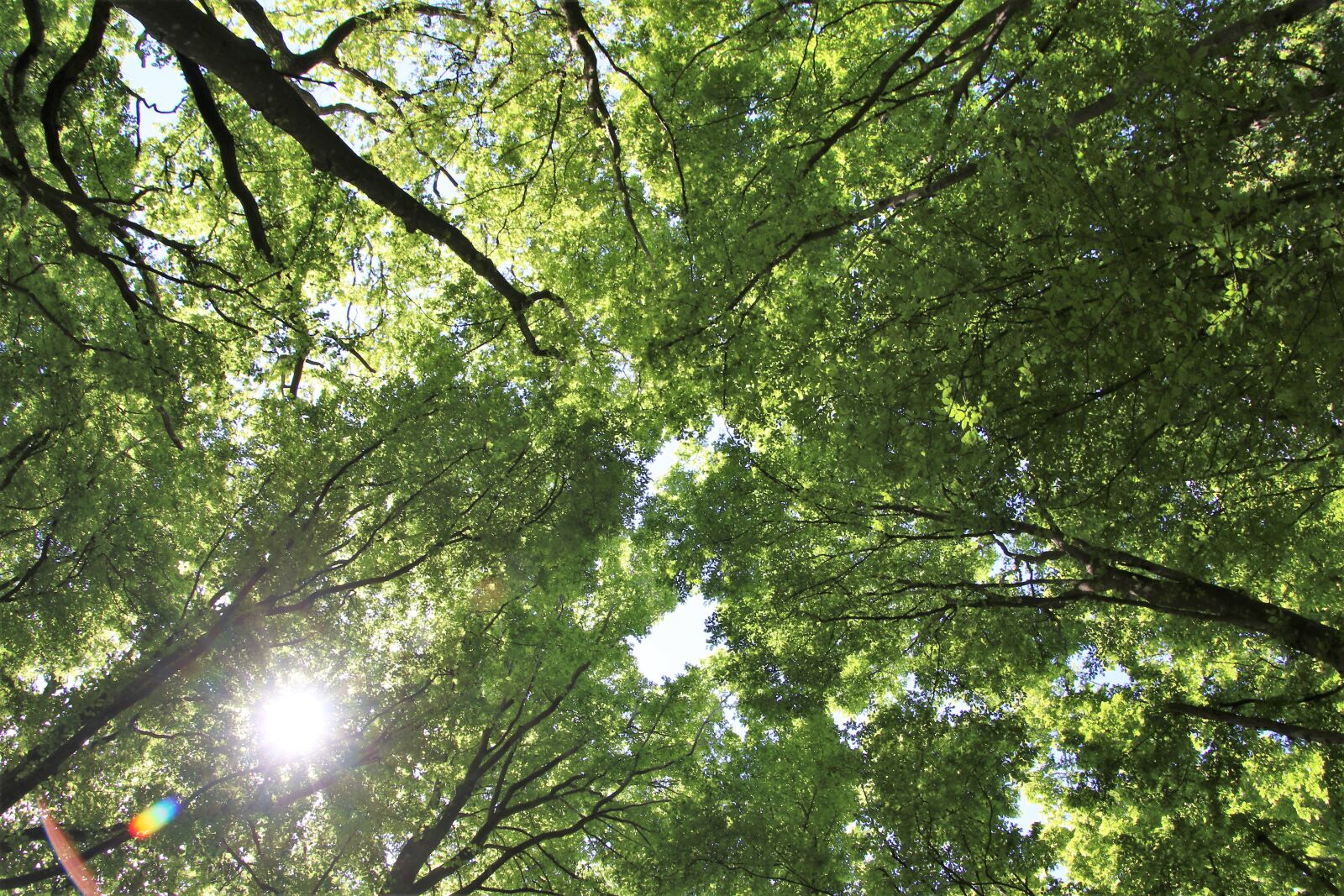 Canon EOS 7D Mark II sample photo. Branches, canopy, fairies, fairytale photography