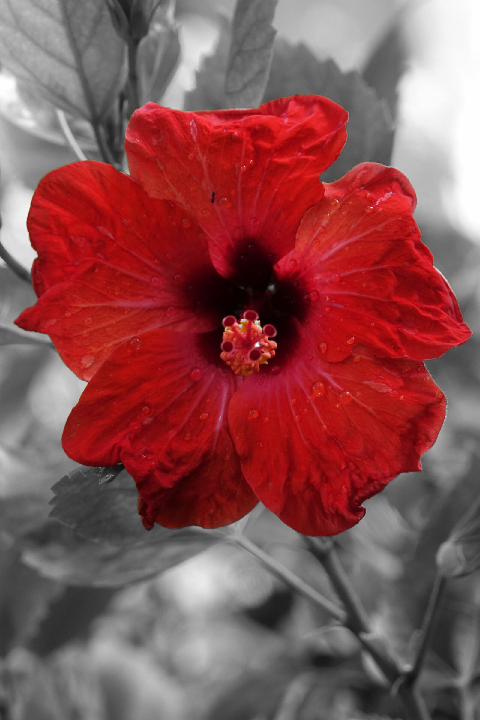 Sony Cyber-shot DSC-RX10 III sample photo. Flower, garden, nature photography