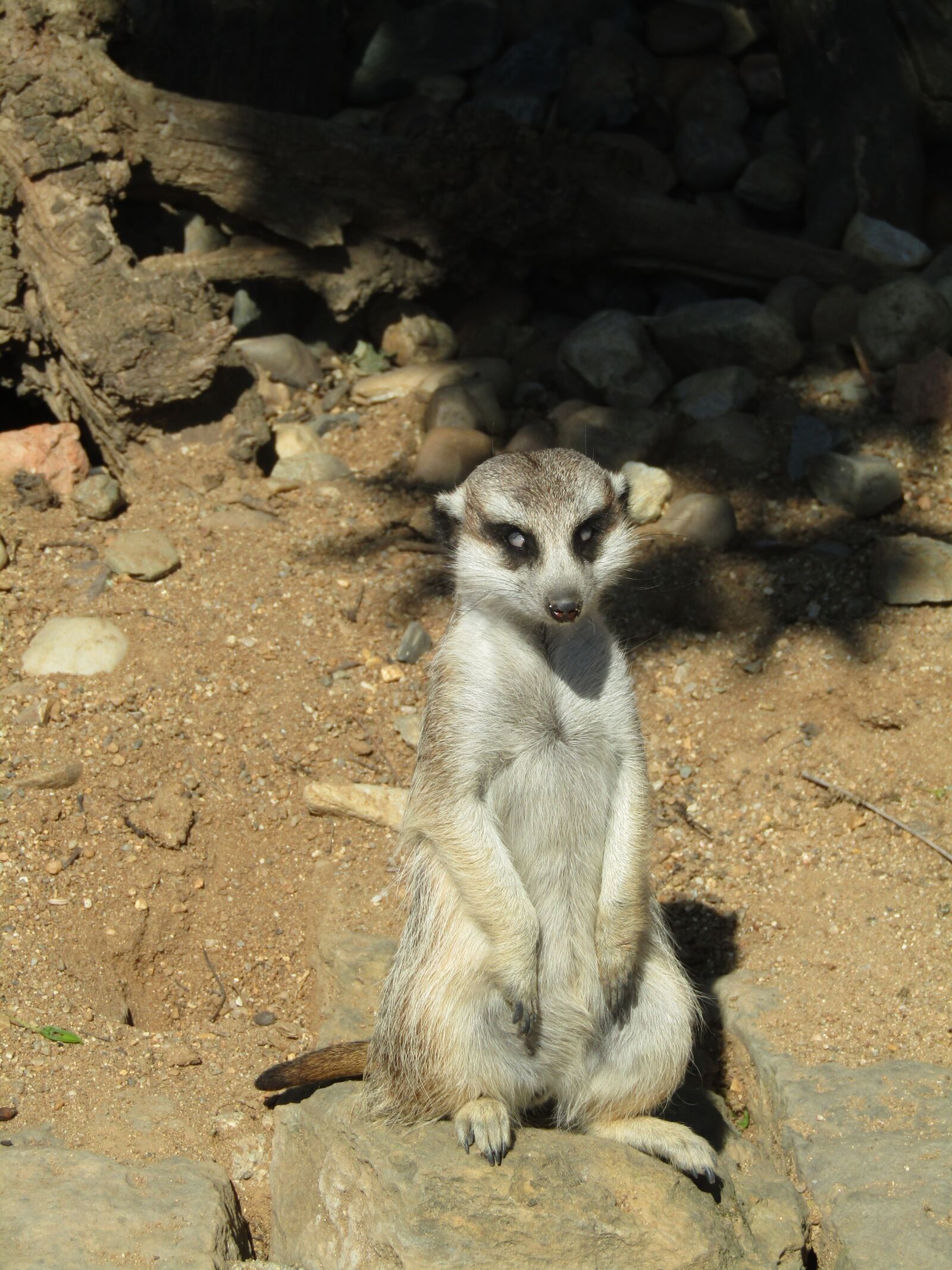 Canon PowerShot SX410 IS sample photo. Meerkat, zoo, mammal photography
