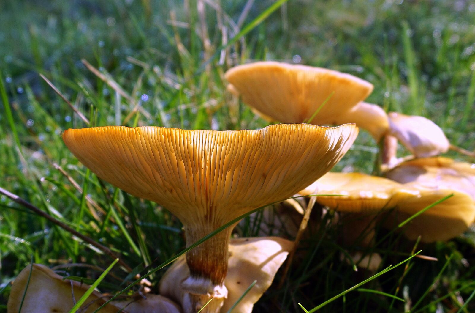 Sony E 16-50mm F3.5-5.6 PZ OSS sample photo. Fungi, mushroom, boletus photography