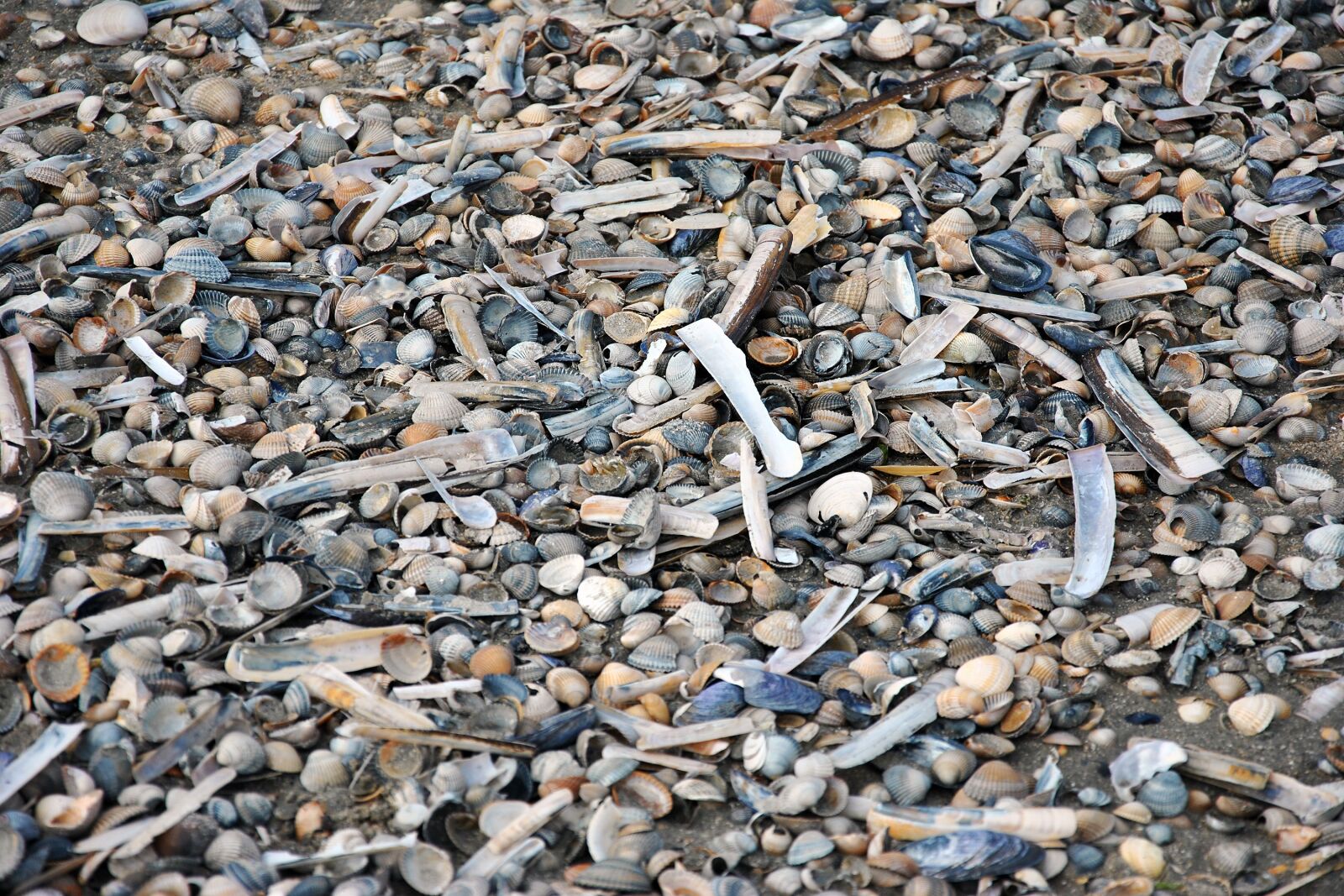 Nikon D3000 sample photo. Shell bank, mussels, baltrum photography