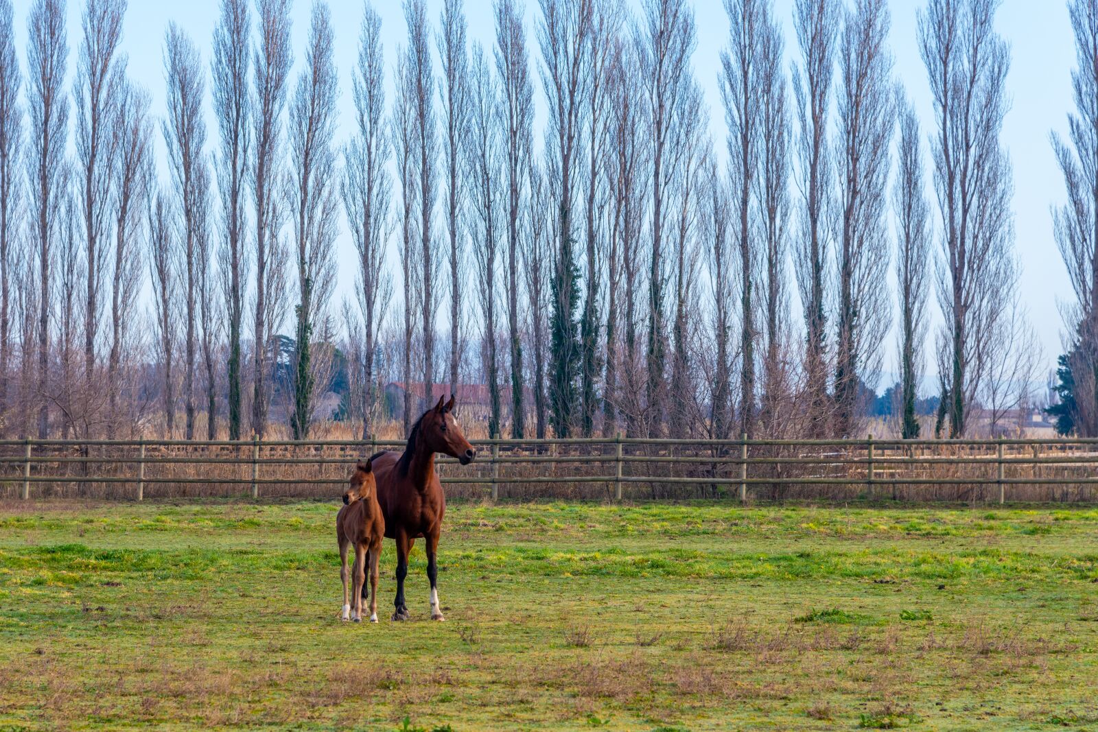 Nikon D850 sample photo. Pure-blood arab, horse, dressage photography