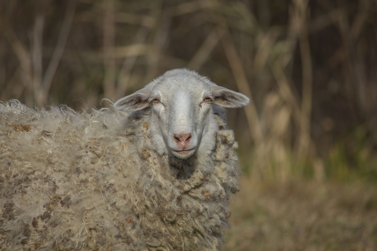 Canon EOS 550D (EOS Rebel T2i / EOS Kiss X4) + Canon EF-S 55-250mm F4-5.6 IS II sample photo. Sheep, animal, grass photography