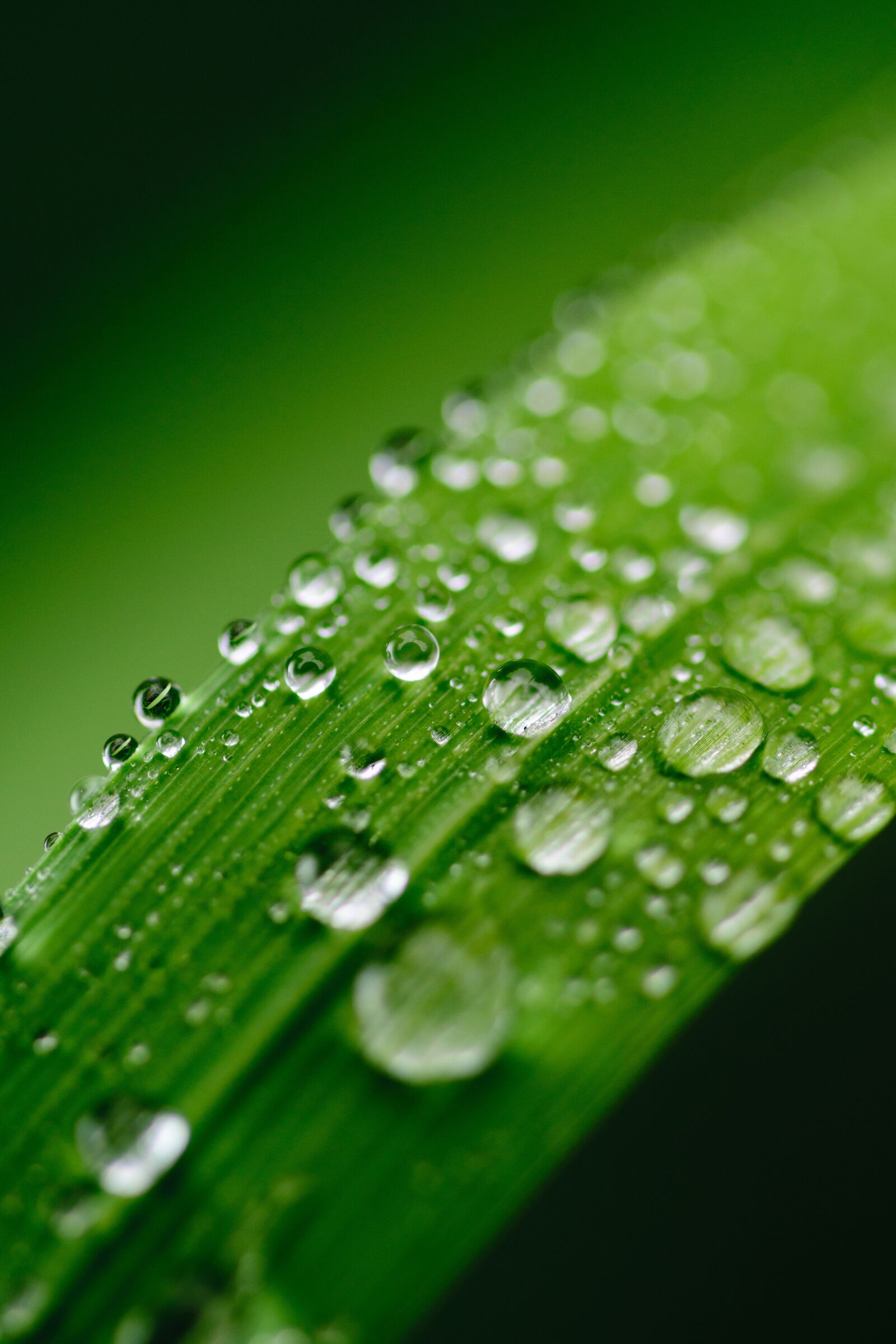 Nikon D5300 sample photo. Green, water, leaf photography