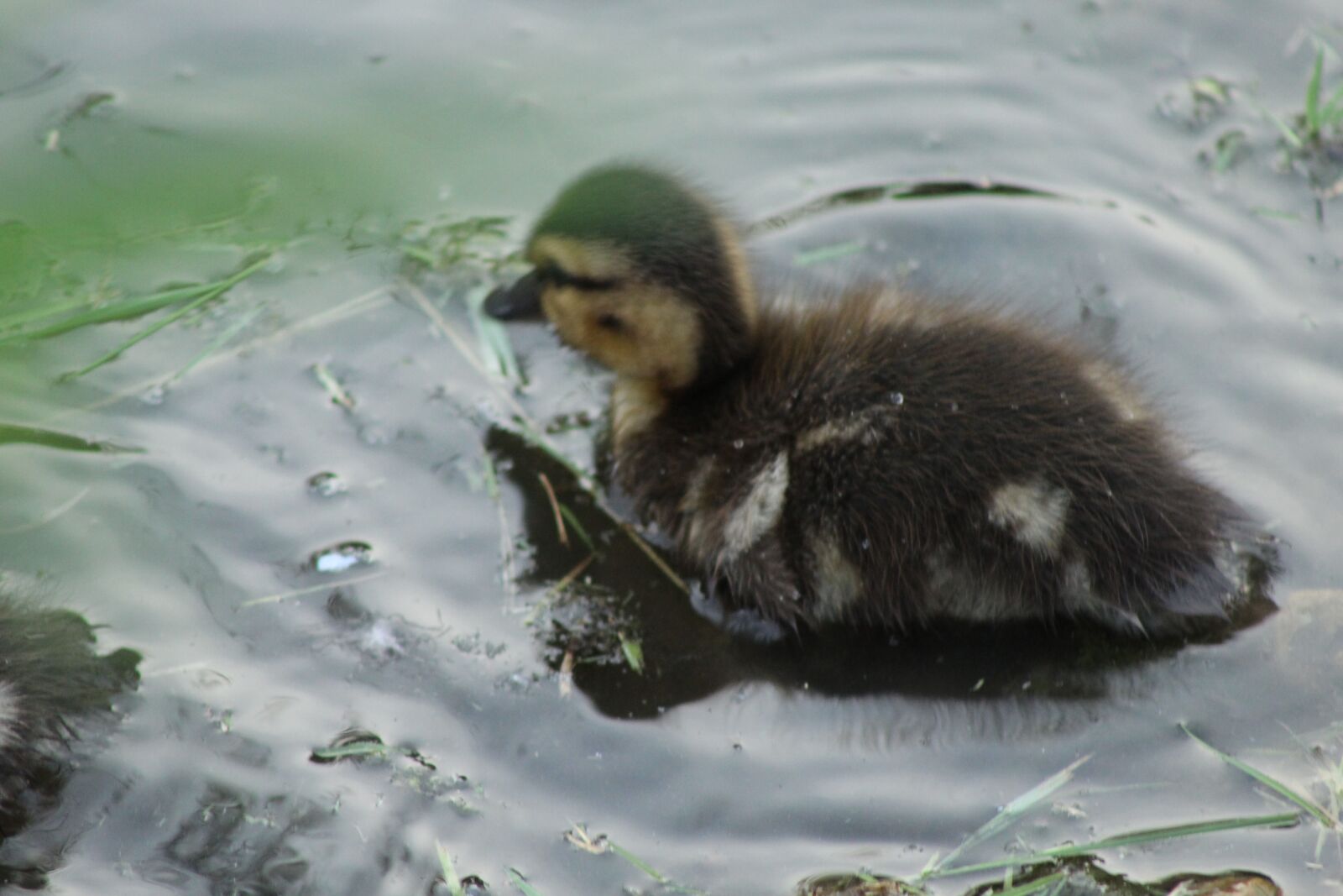 Canon EOS 1300D (EOS Rebel T6 / EOS Kiss X80) + Canon EF75-300mm f/4-5.6 sample photo. Duckling, water, young photography