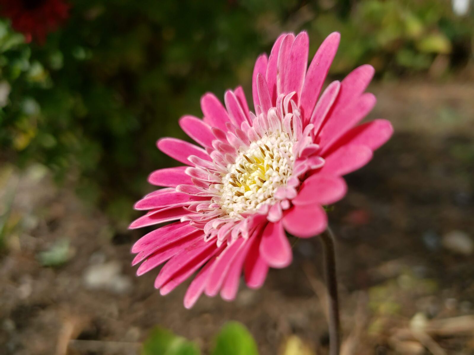 Samsung Galaxy S9 sample photo. Pink, nature, flower photography