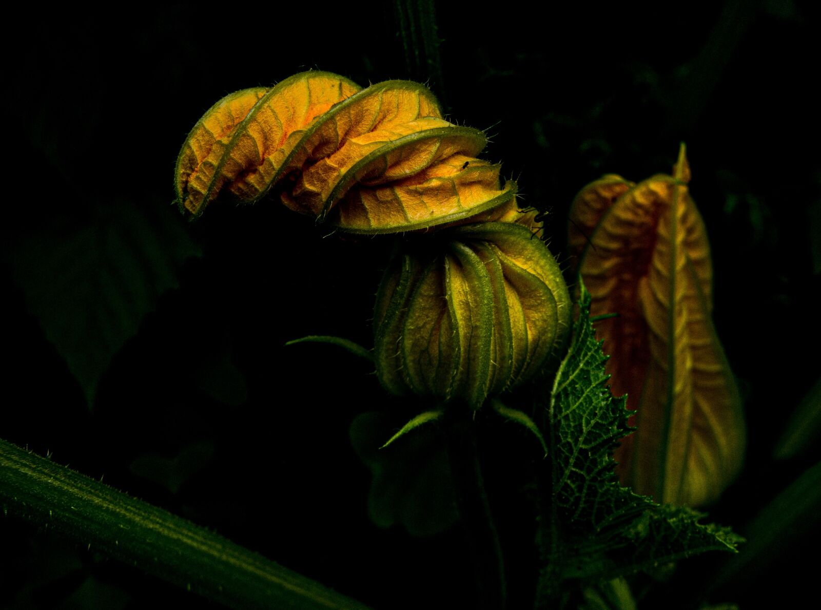 Sony Alpha NEX-3 sample photo. Zucchini, garden, vegetables photography