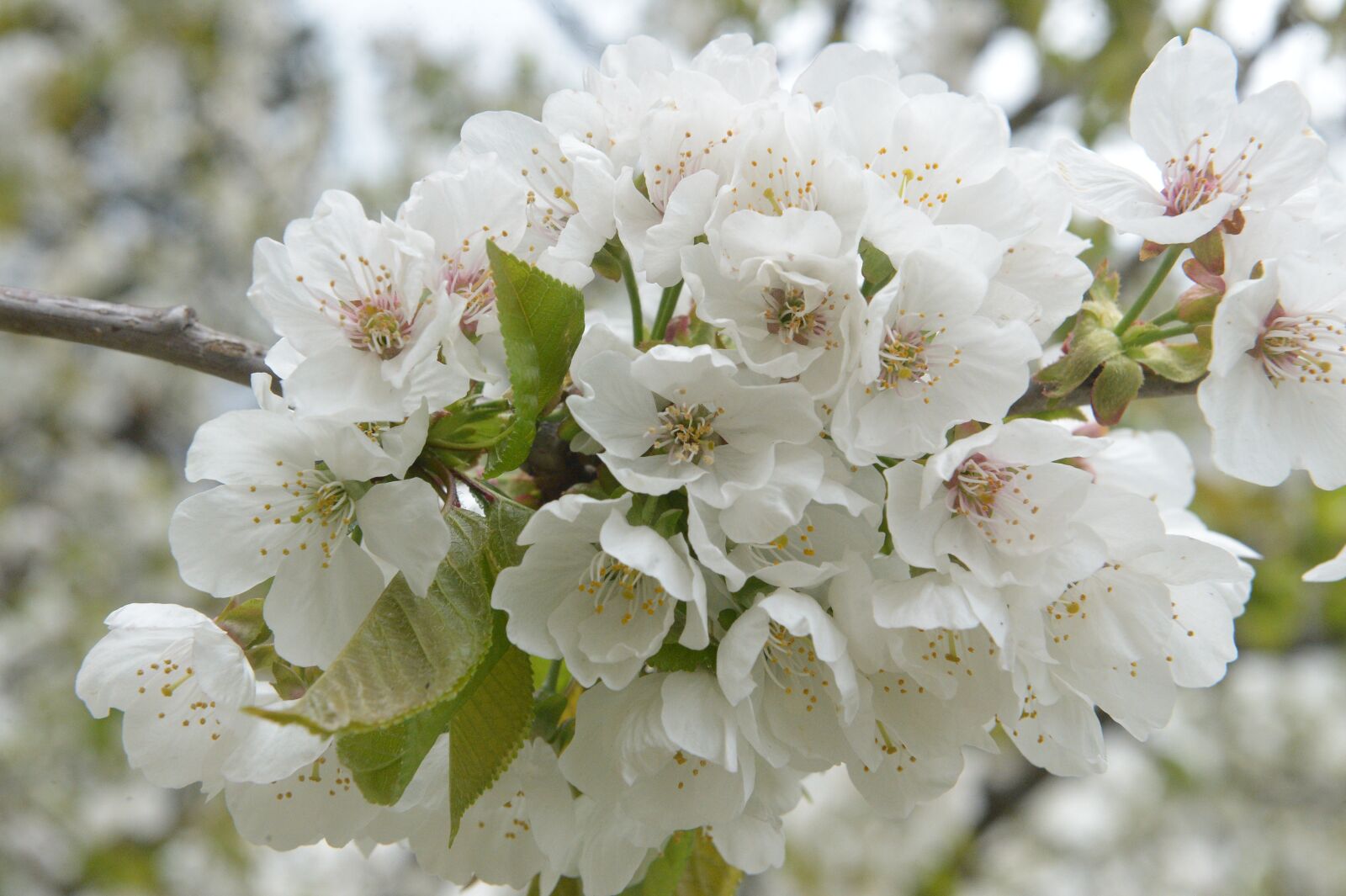 Nikon D4 sample photo. Cherry blossom, cherry branch photography