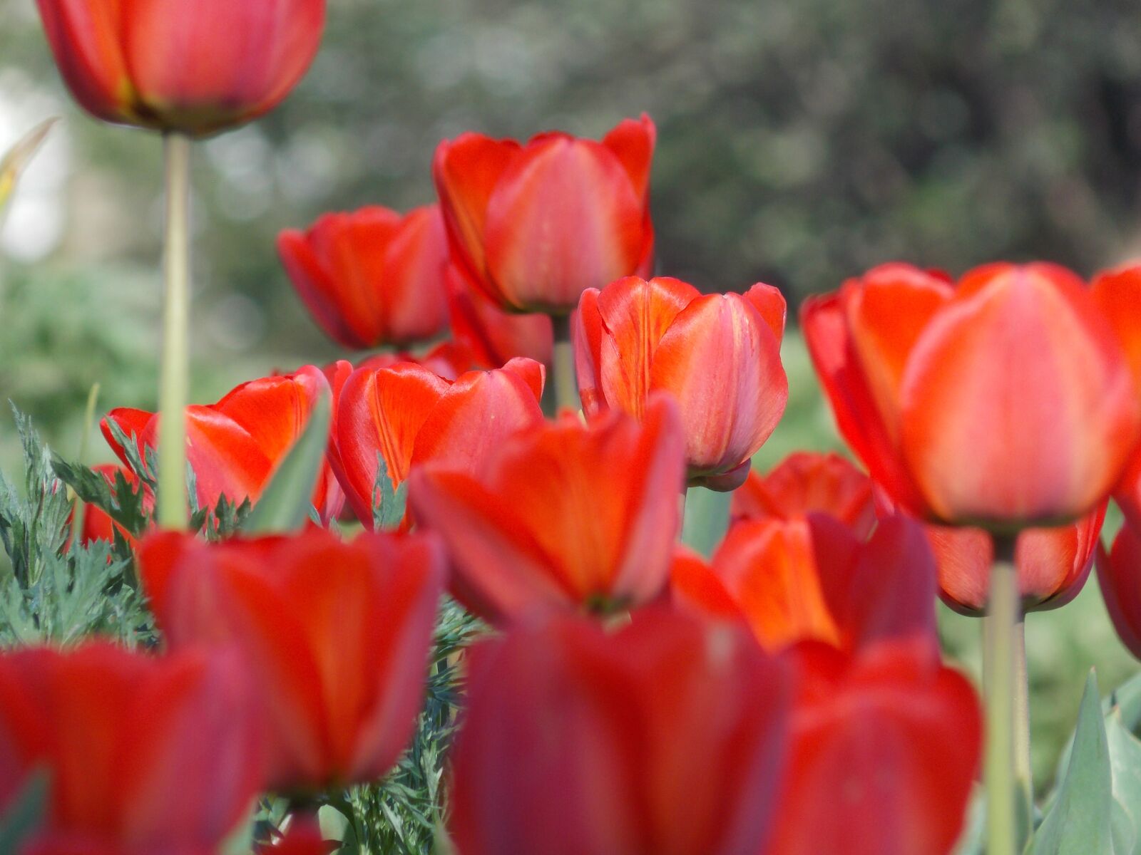 Nikon Coolpix L810 sample photo. Spring, tulip, spring flowers photography