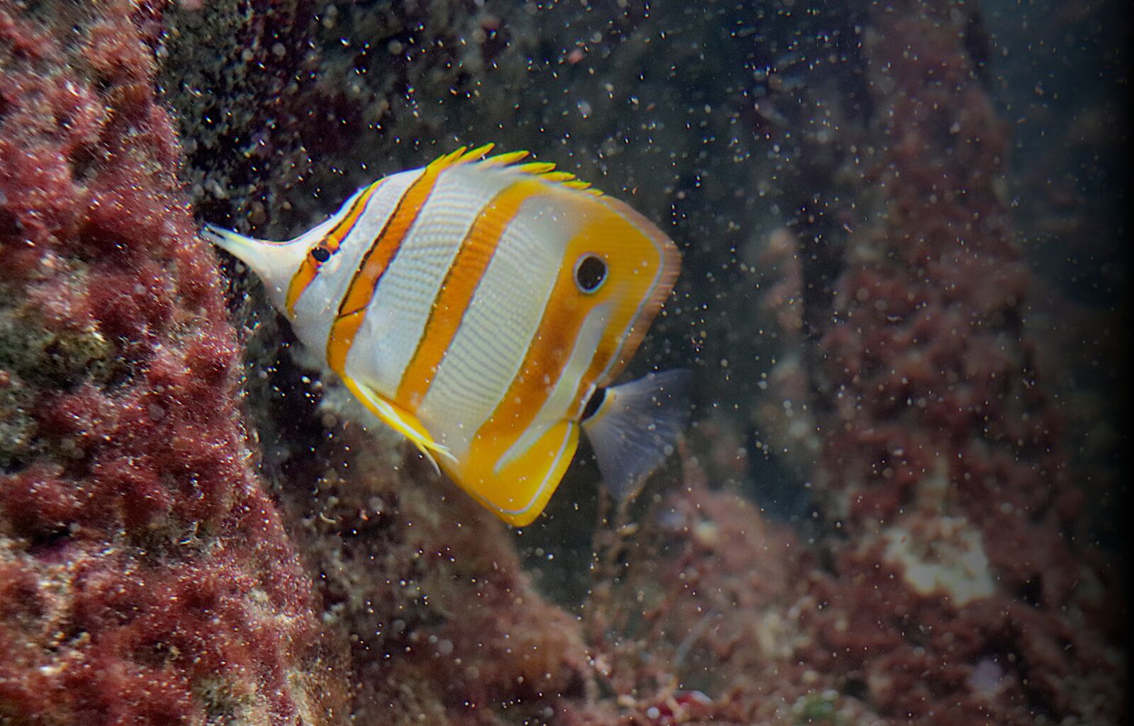 Canon EOS 800D (EOS Rebel T7i / EOS Kiss X9i) sample photo. Aquarium, fish-surgeon, fish photography
