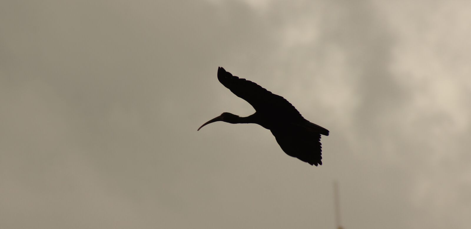 Sony SLT-A55 (SLT-A55V) sample photo. Nature, birds, circassia photography