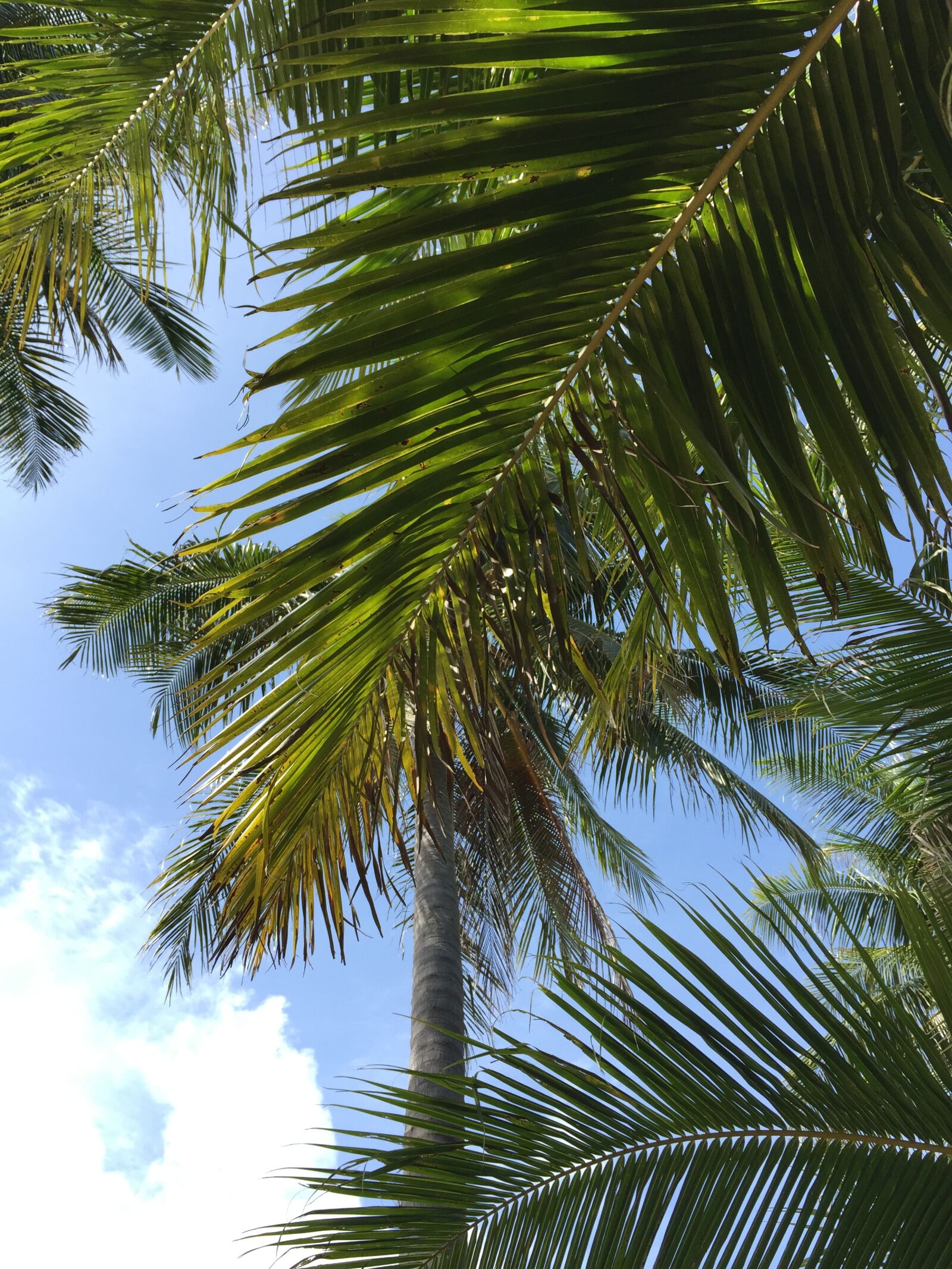 Apple iPhone 6 sample photo. Palm, summer, holiday photography