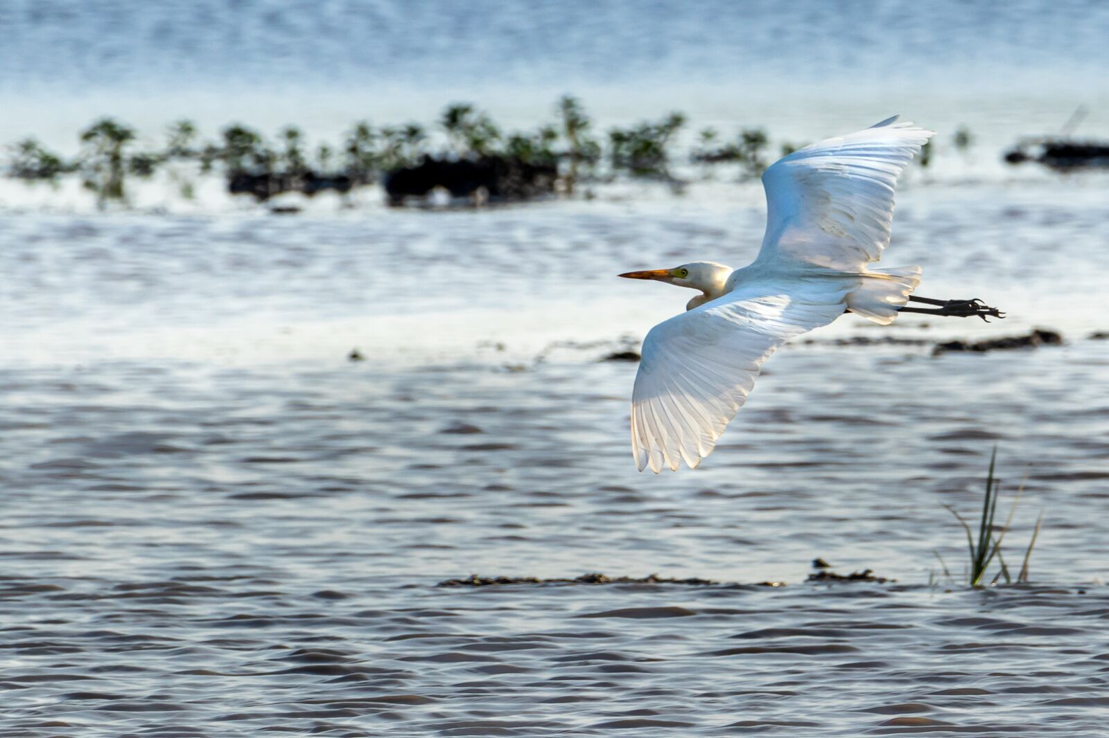 Canon EOS 80D sample photo. Egret, birds, water bird photography