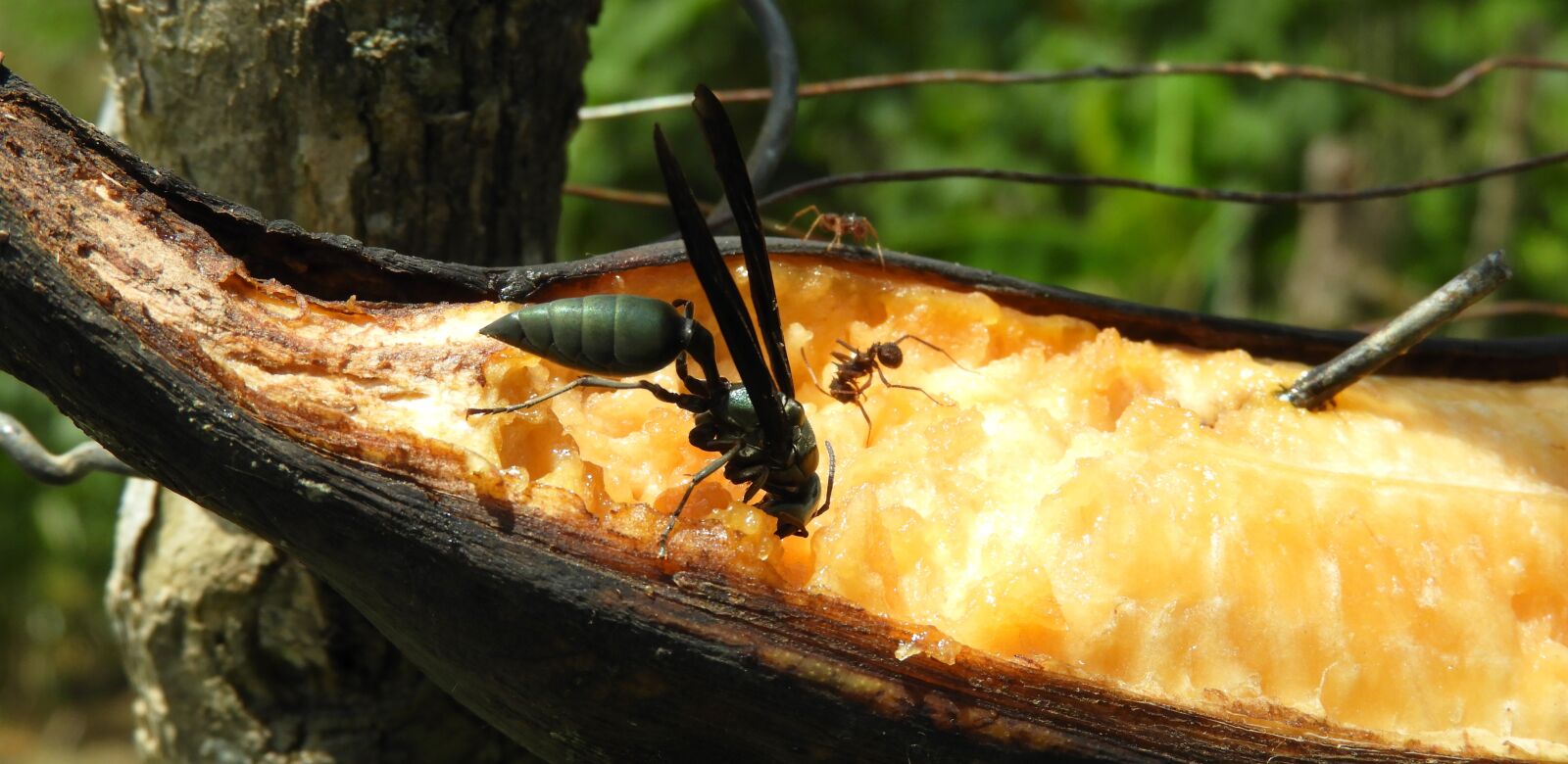Nikon Coolpix B700 sample photo. Nature, insect, sting photography