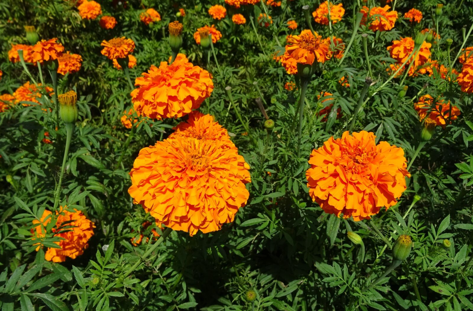 Sony DSC-HX60V sample photo. Flower, marigold, orange photography