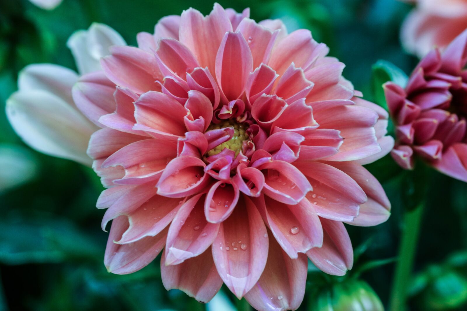 Canon EOS 7D Mark II sample photo. Pink, flower, garden flower photography