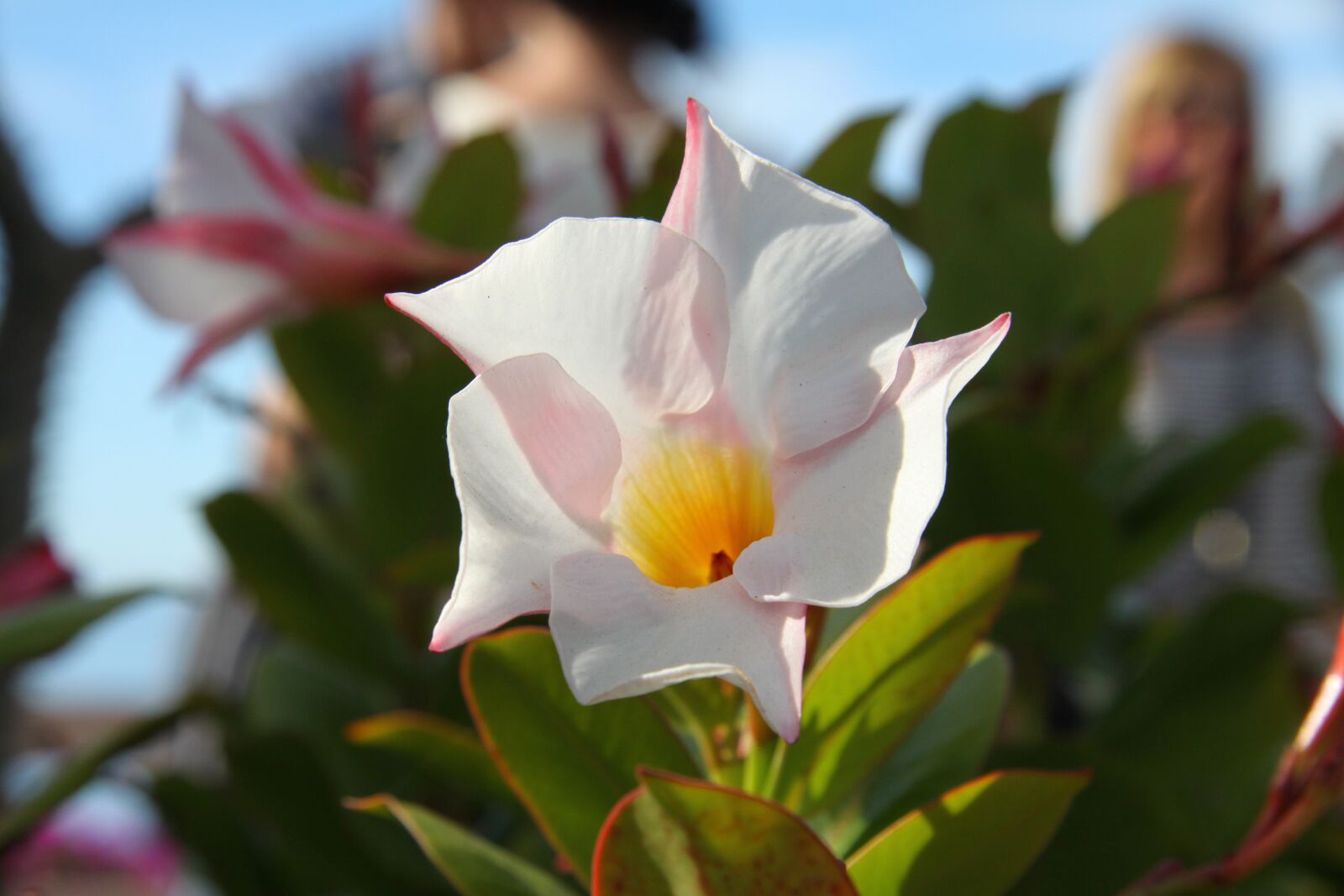 Canon EOS 50D sample photo. Flower, swamis, spirituality photography