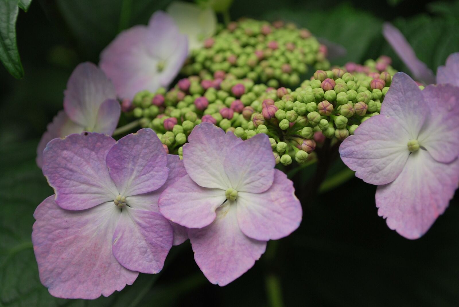 Nikon D60 sample photo. Flower, powder purple, purple photography